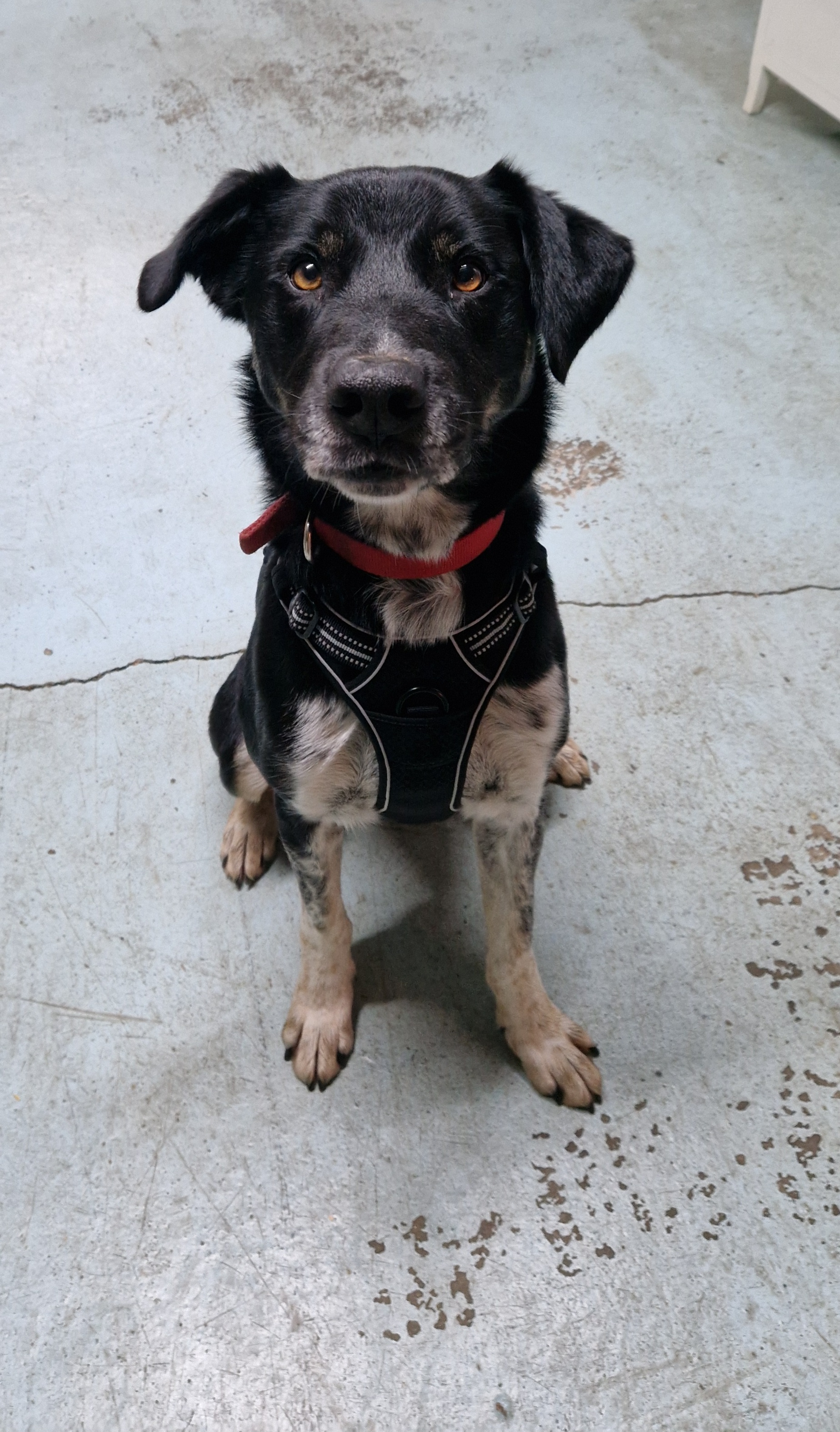Django