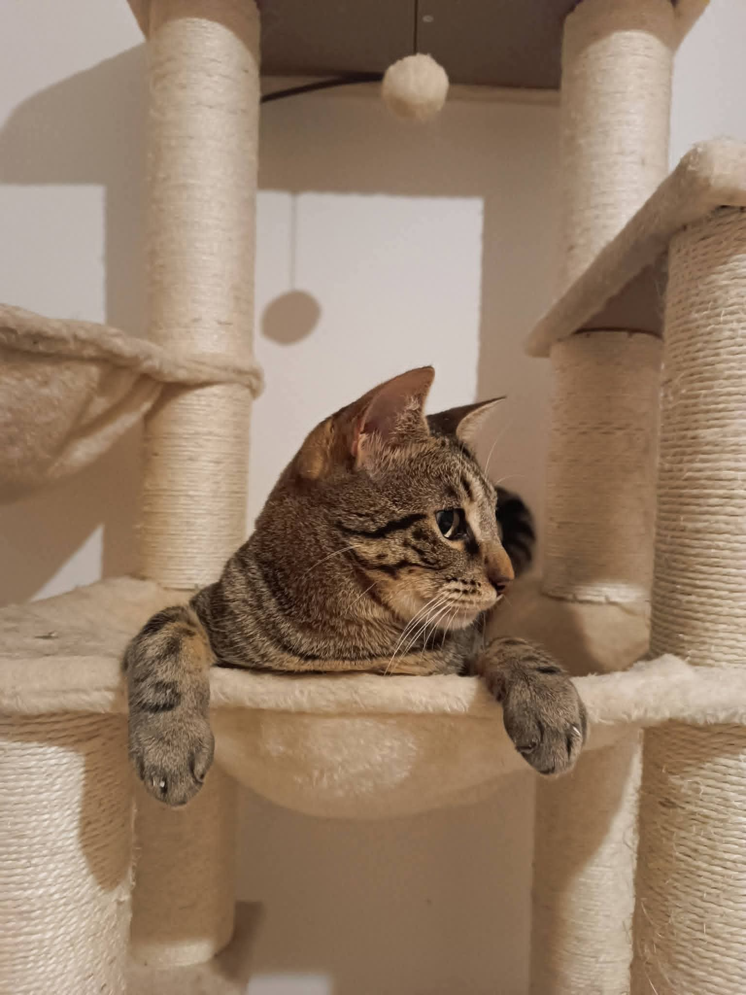 Elvis
