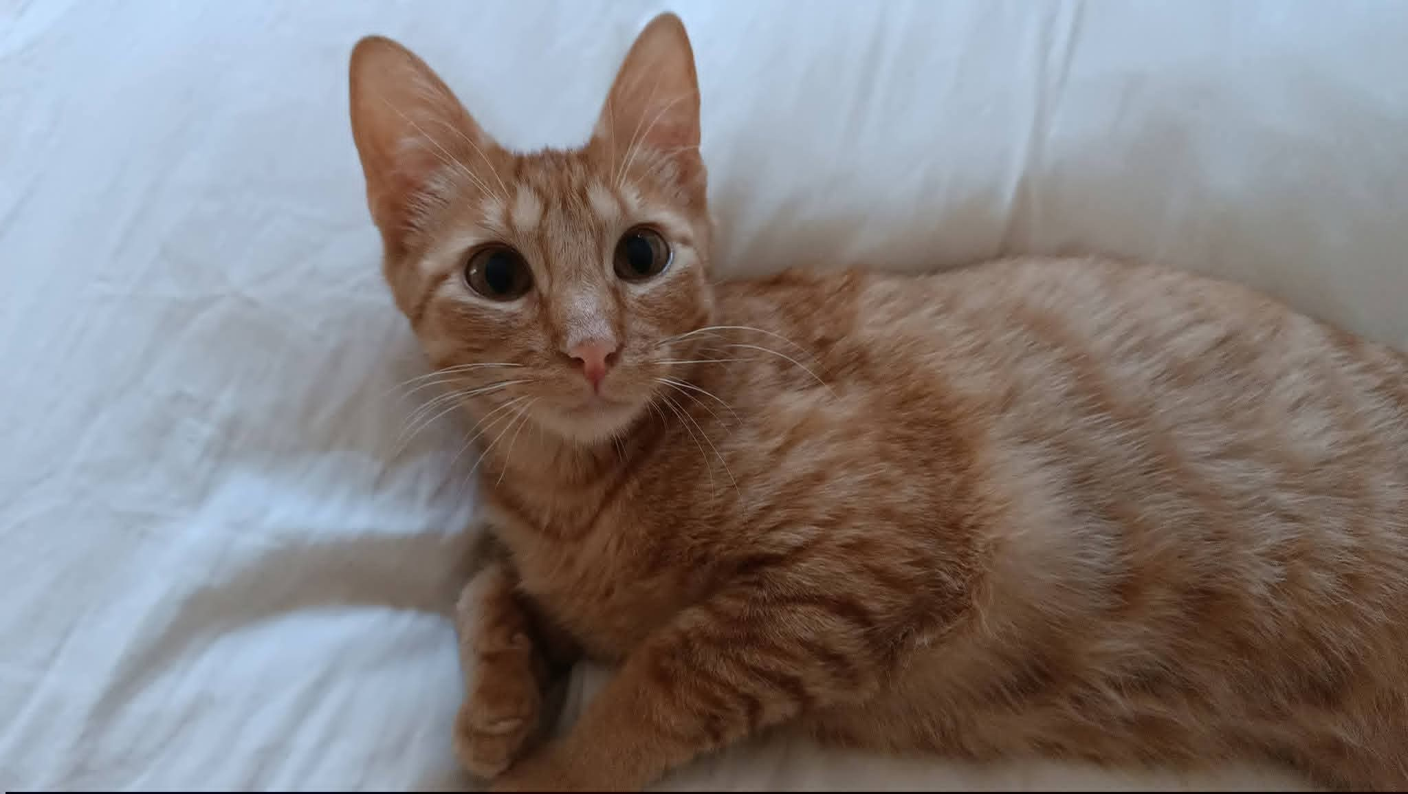 Oliver