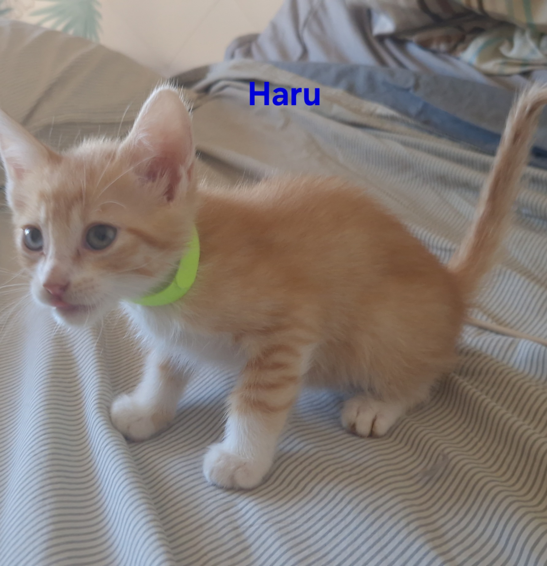 Haru (chaton Mina)