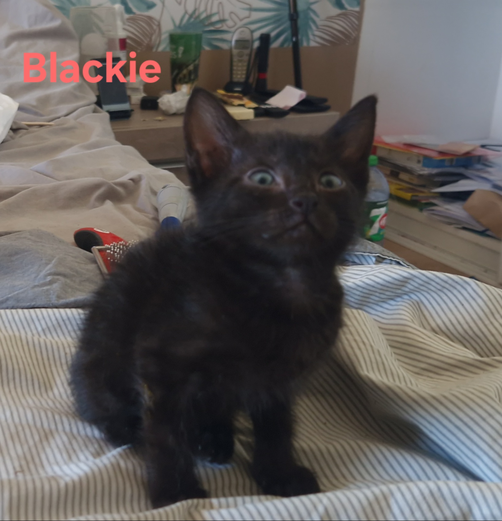 Blackie (chaton Zoé)