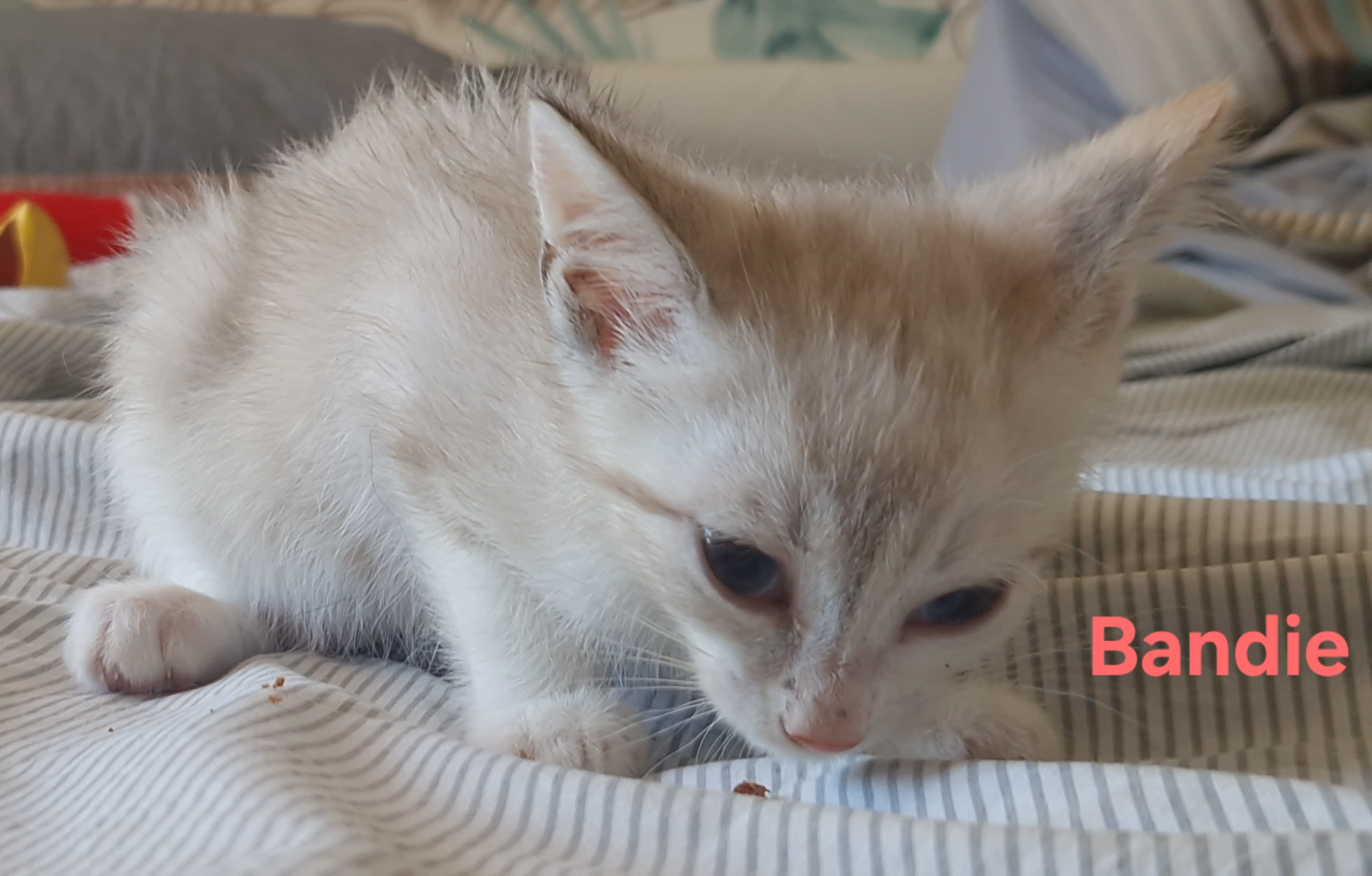 Bandie (chaton Mina)