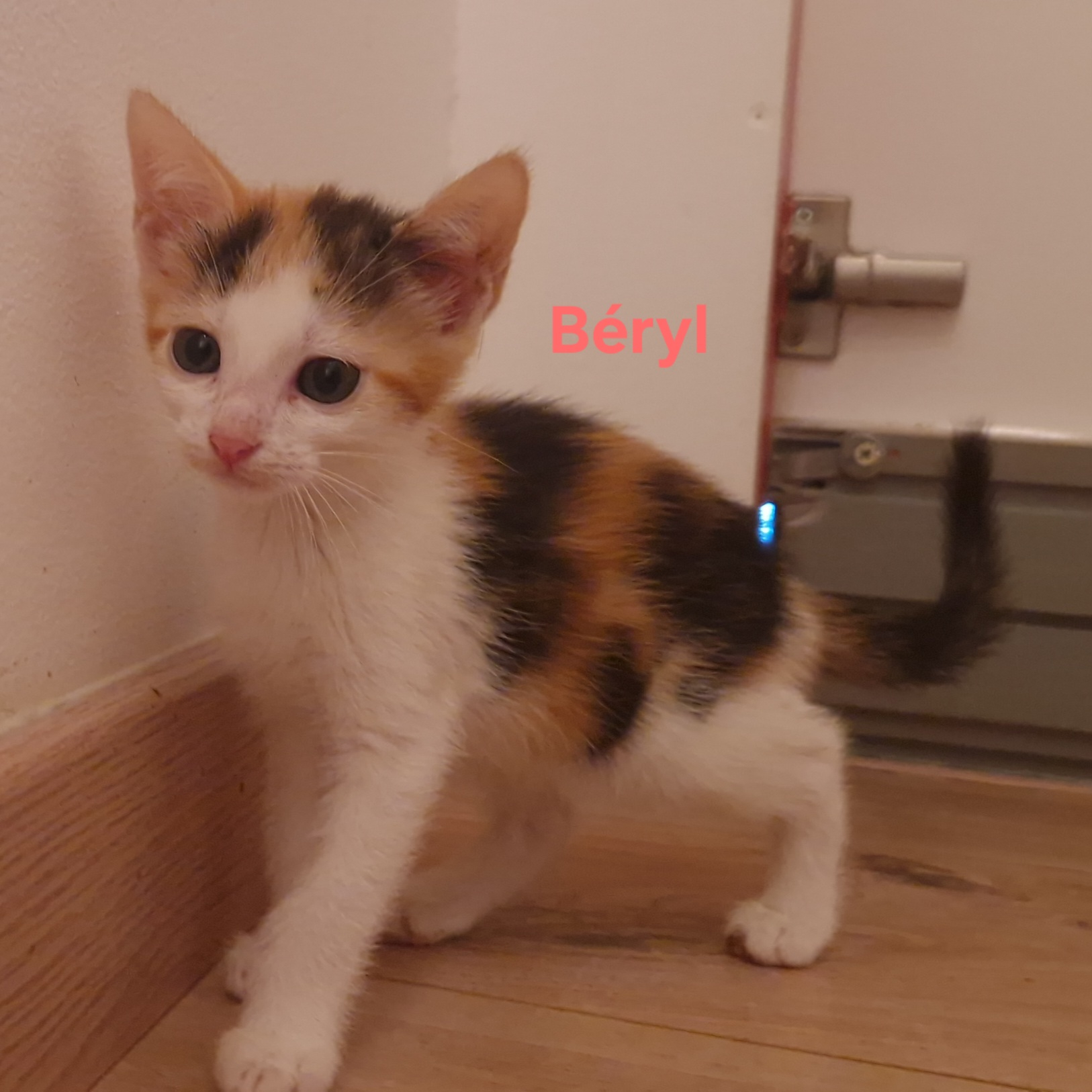 Béryl (chaton Zoé)