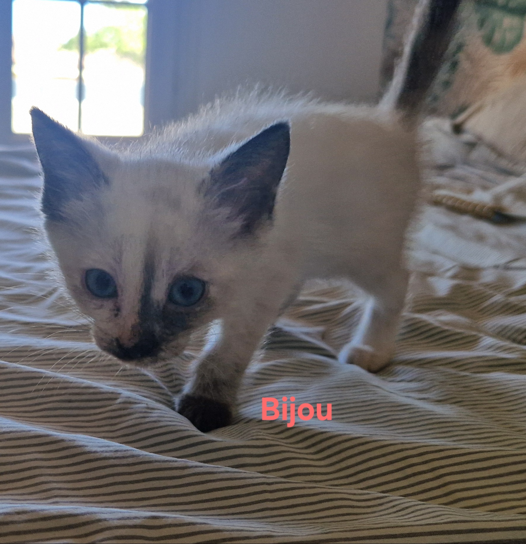 Bijou (chaton Zoé)