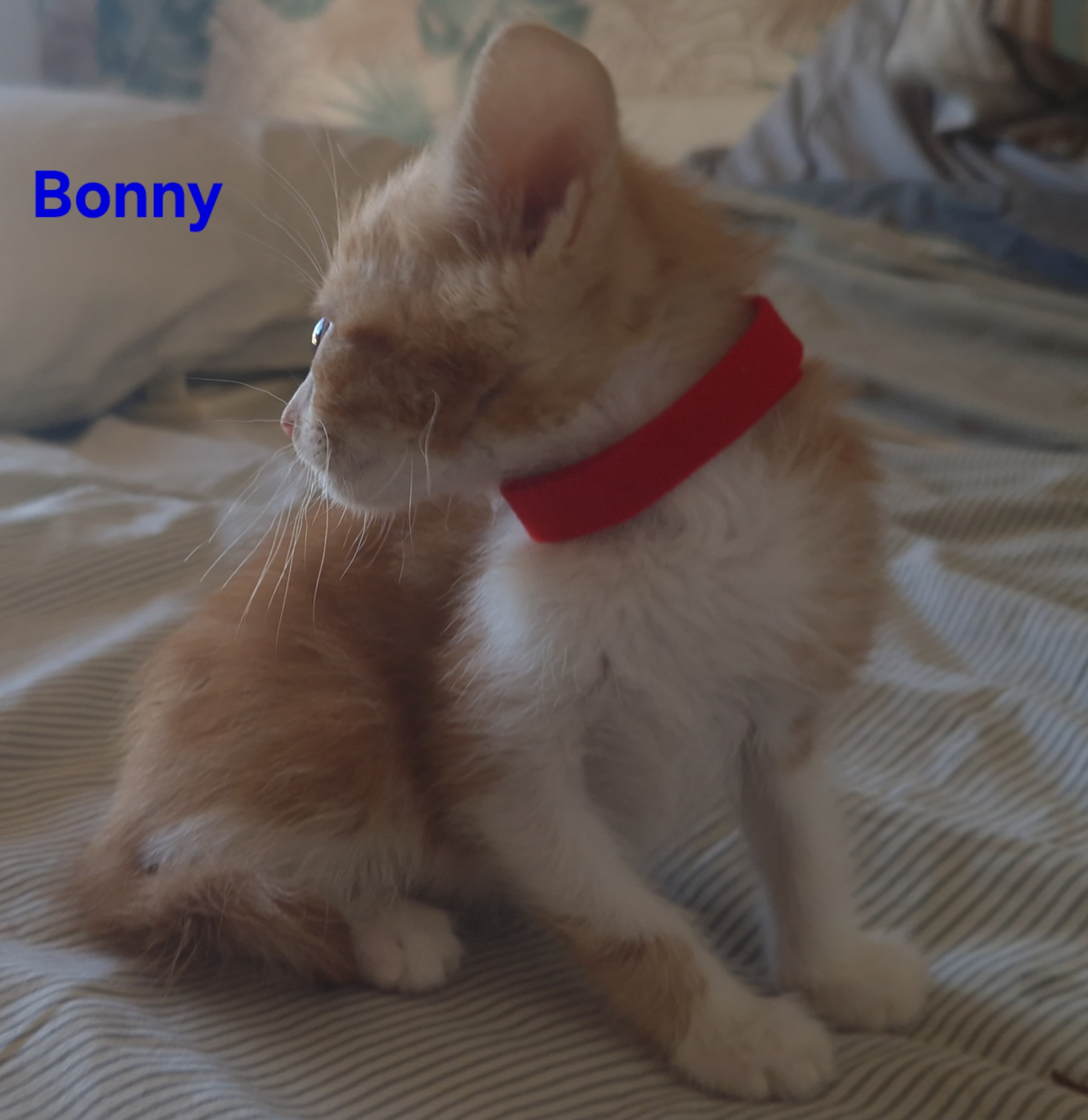 Bonny (chaton Mina)