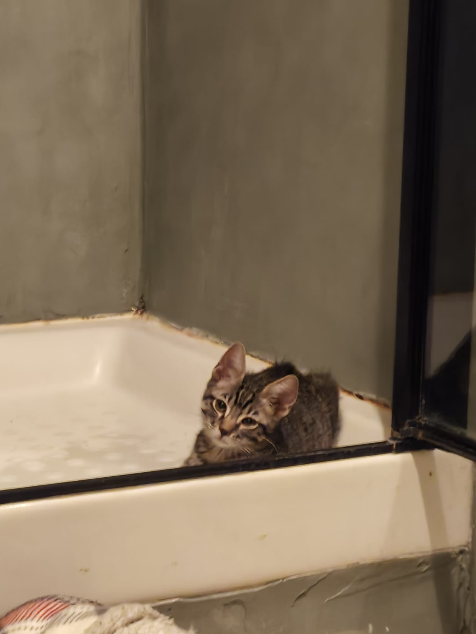 BANJO