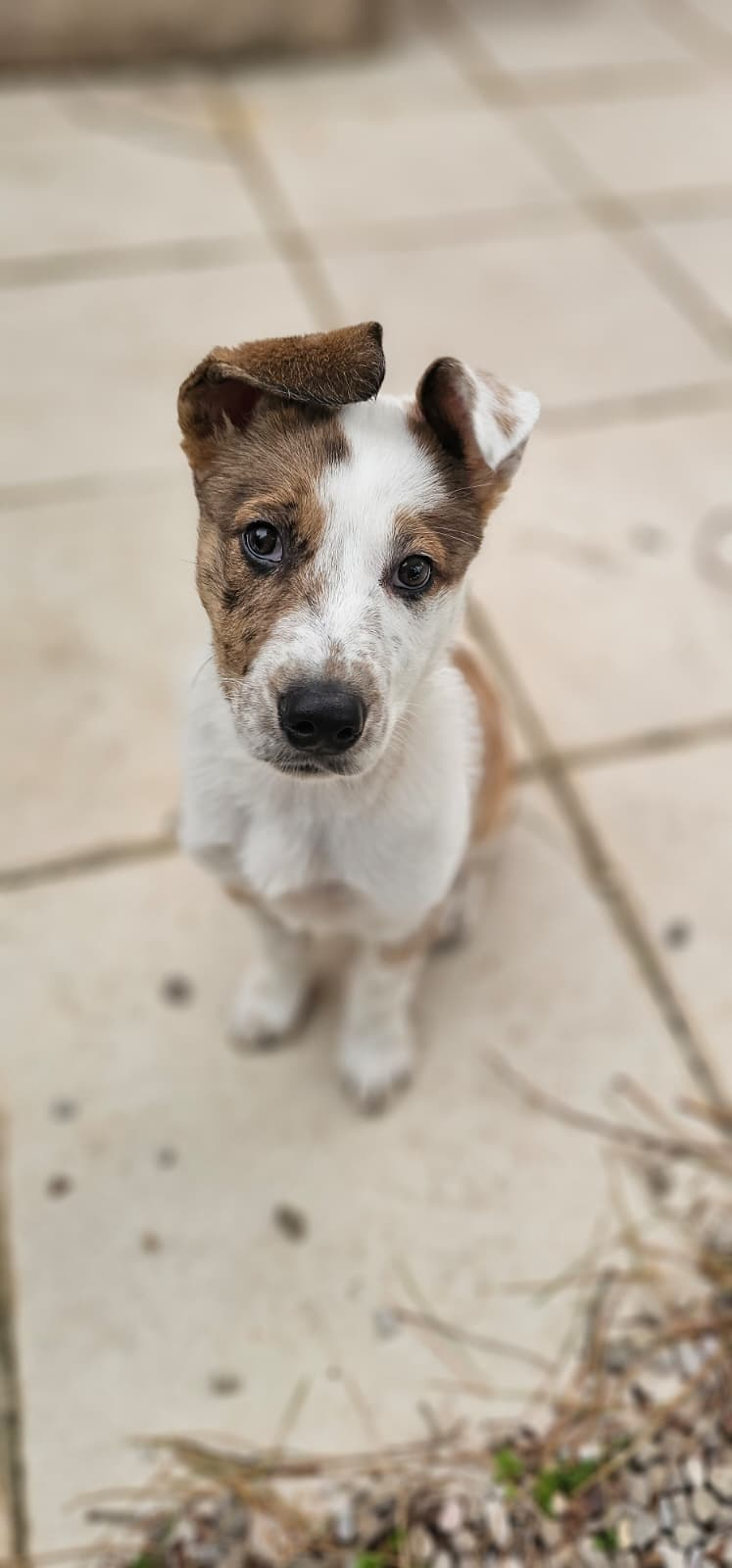 CHIPIE