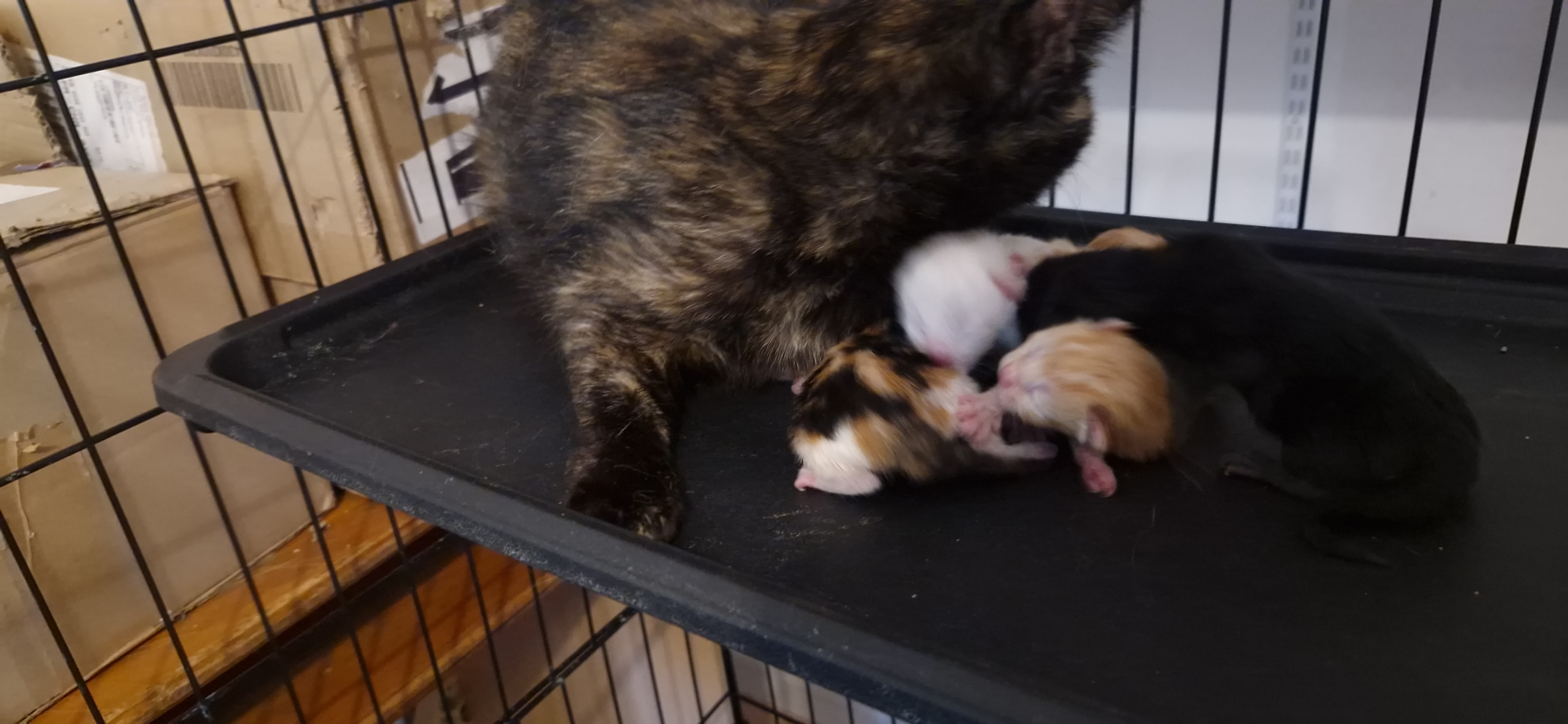 Béryl (chaton Zoé)