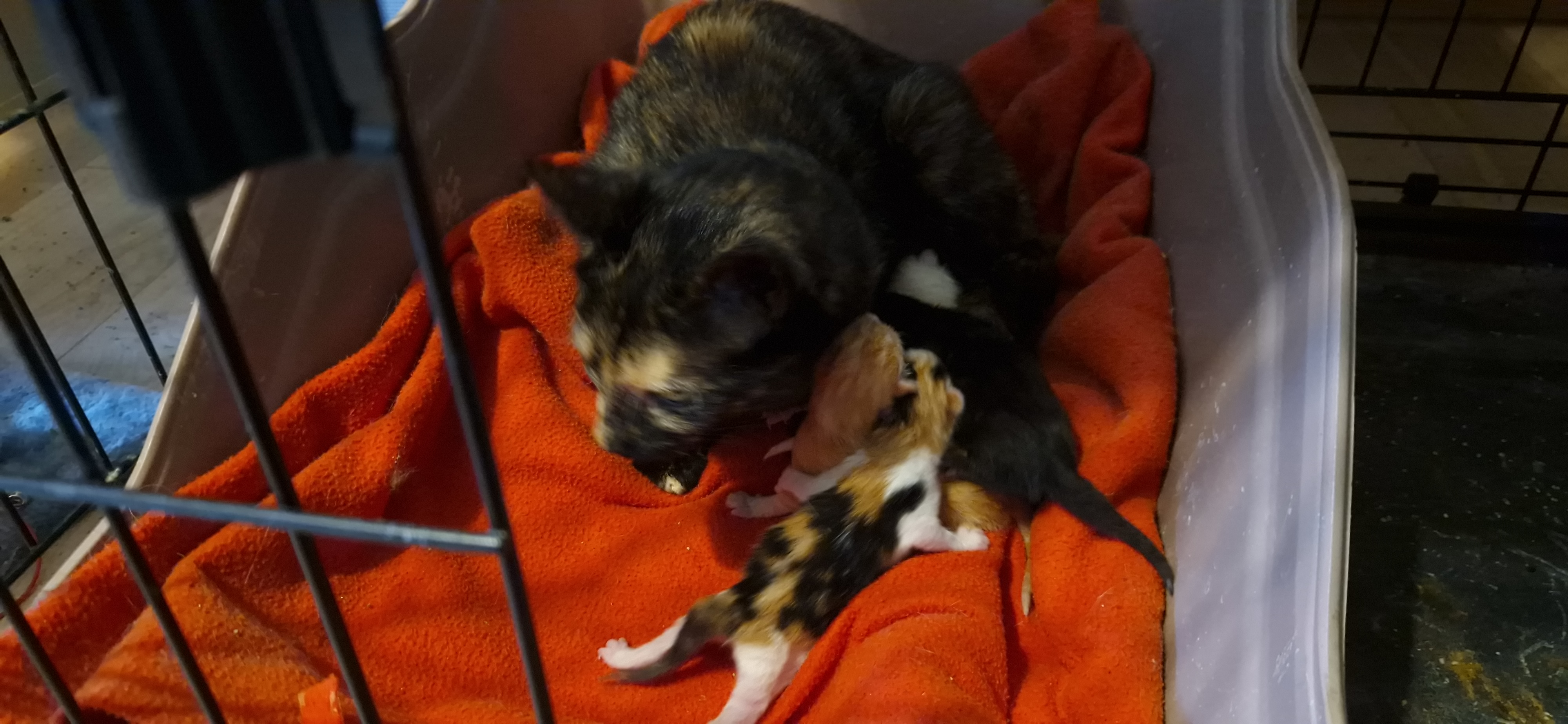 Béryl (chaton Zoé)