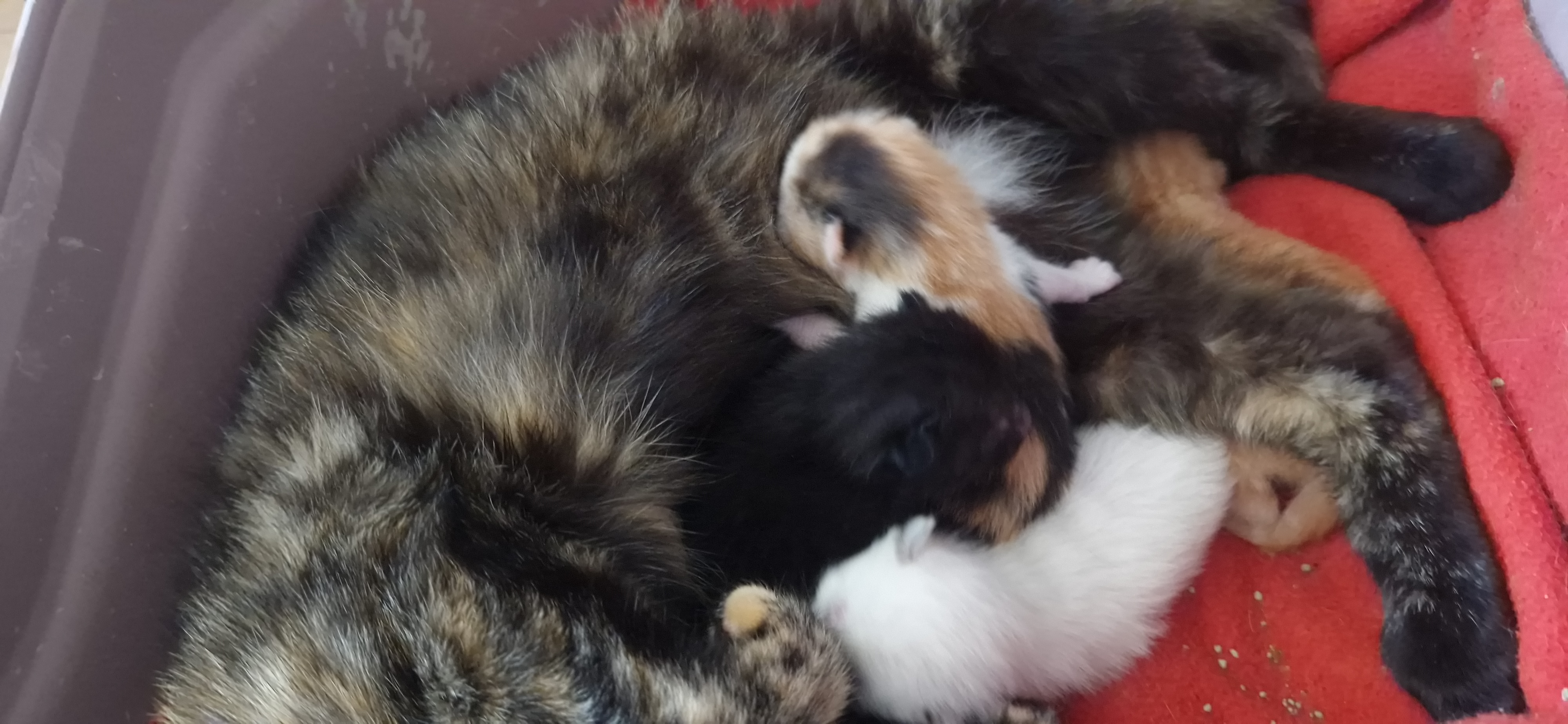 Béryl (chaton Zoé)