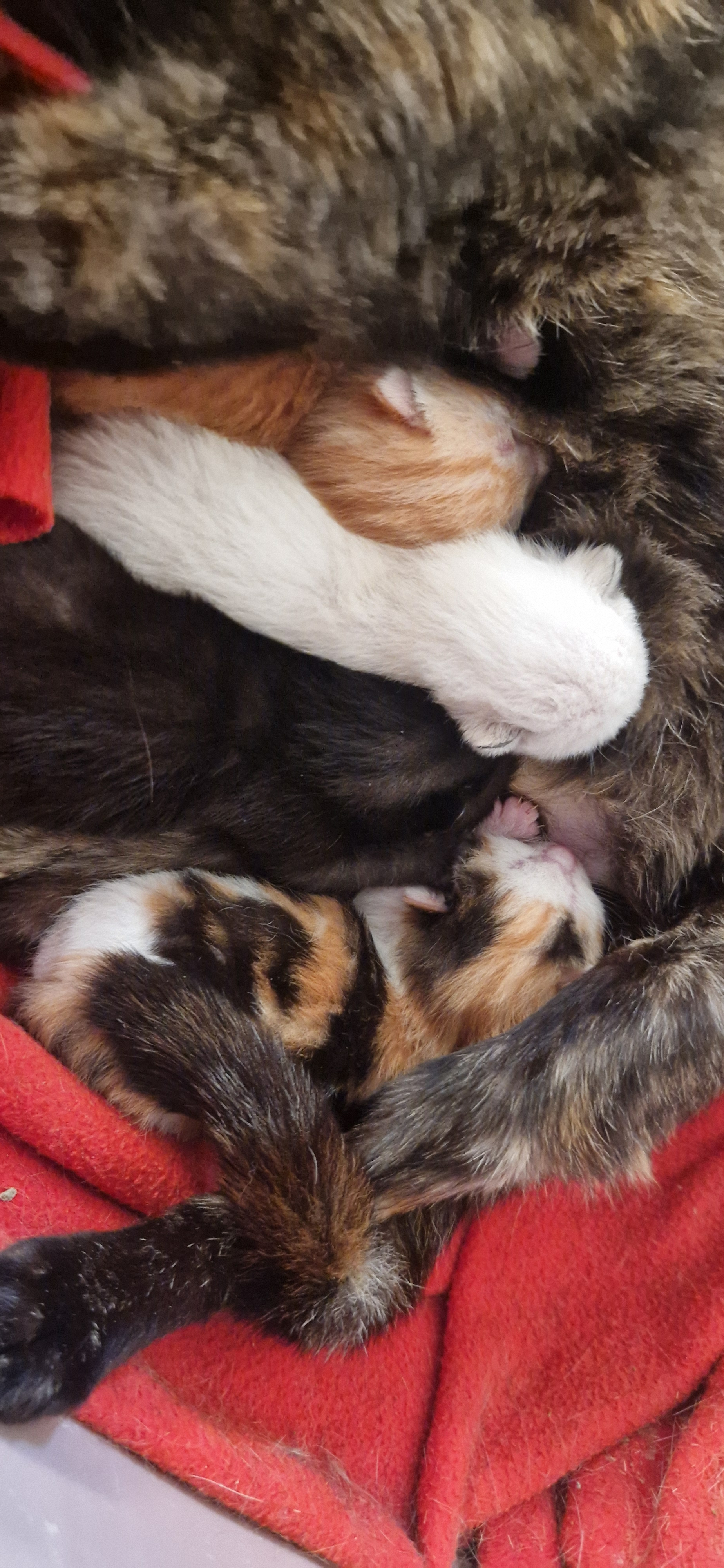 Béryl (chaton Zoé)