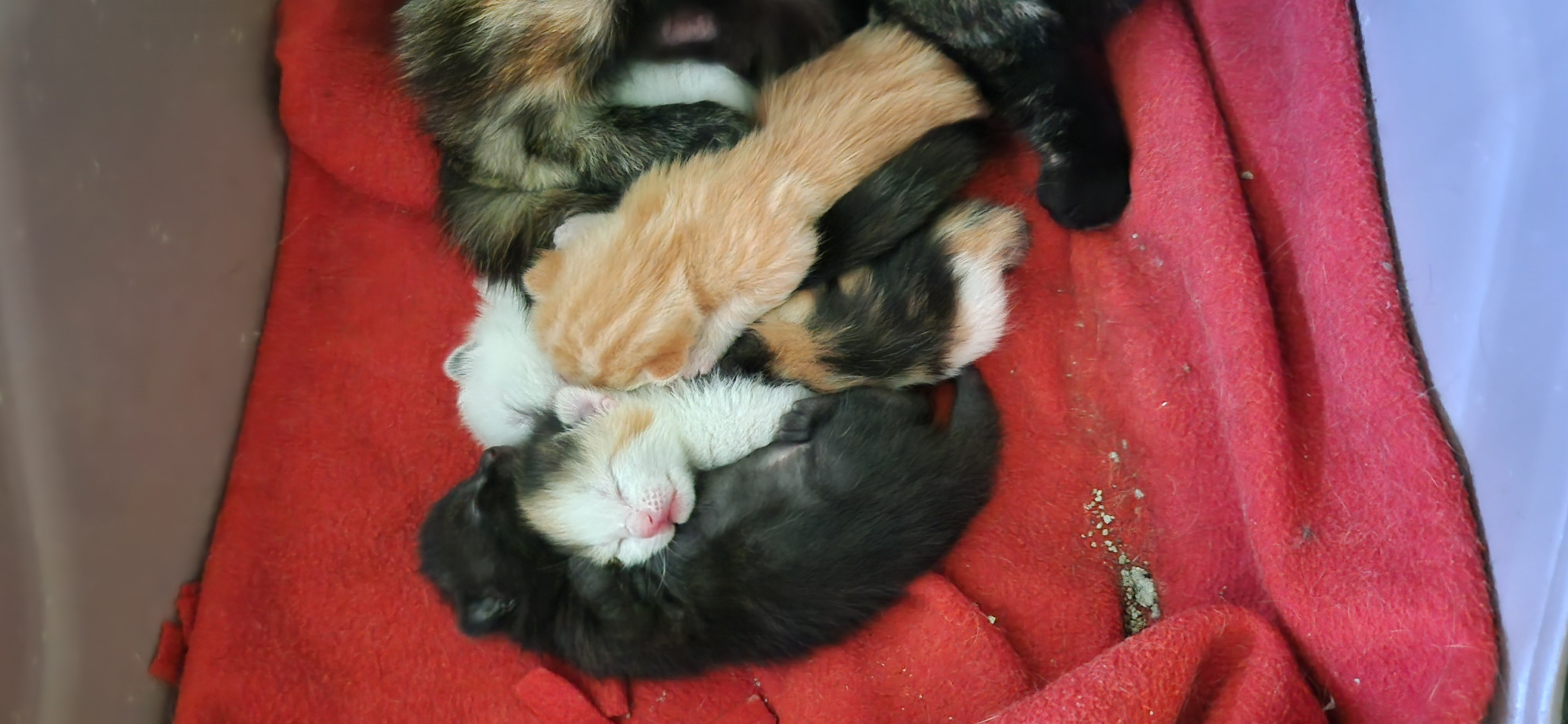Béryl (chaton Zoé)