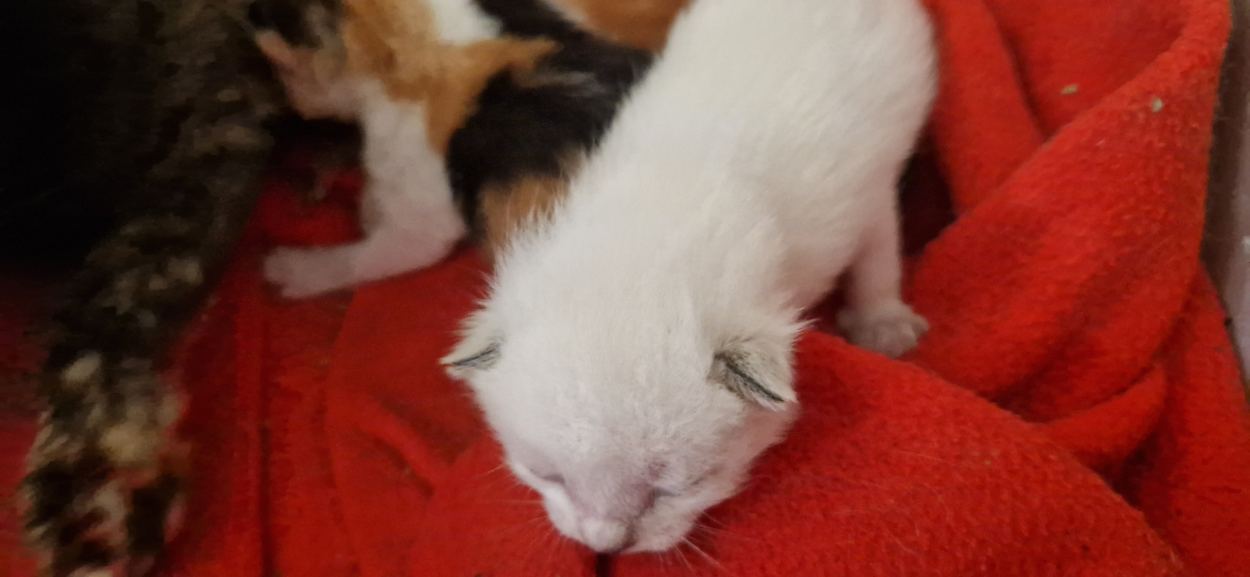 Bijou (chaton Zoé)