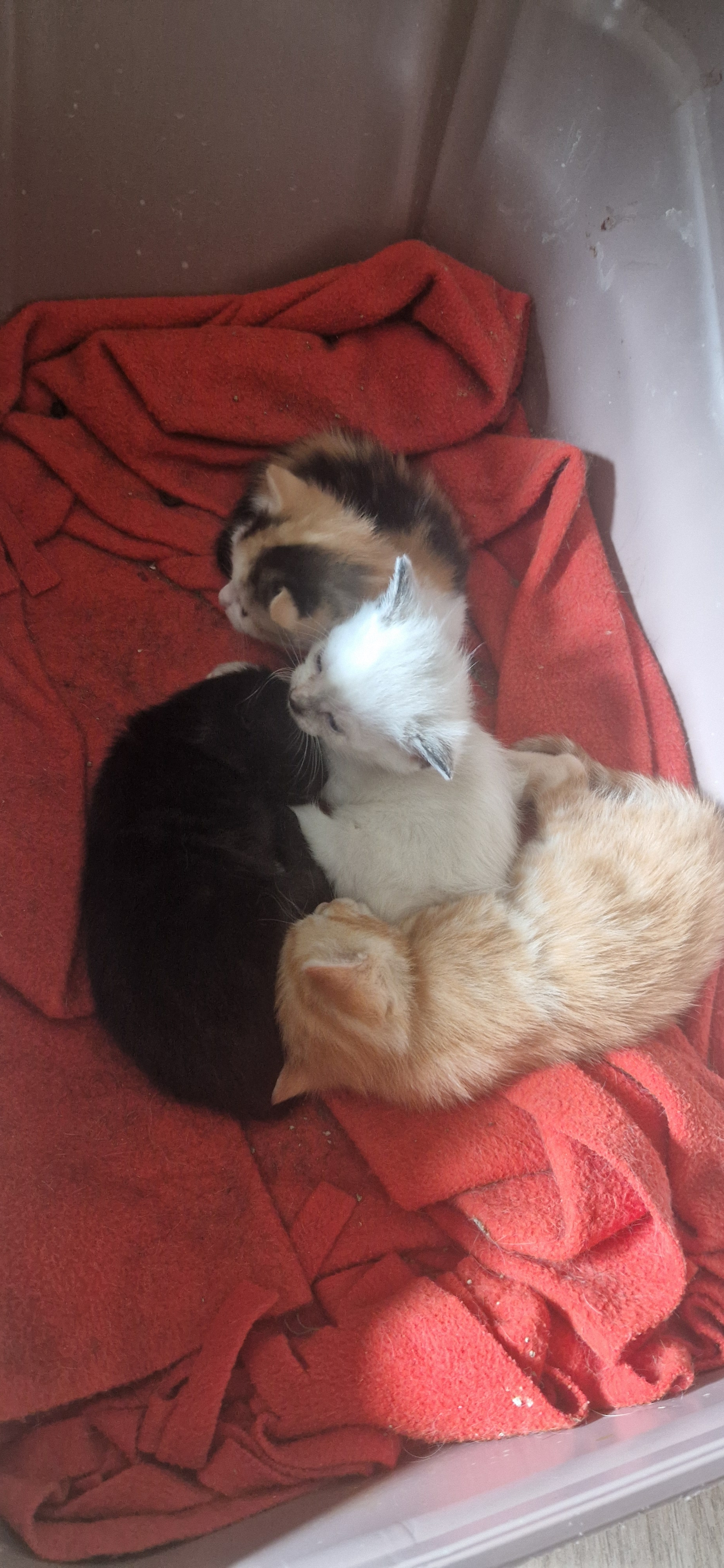 Blackie (chaton Zoé)