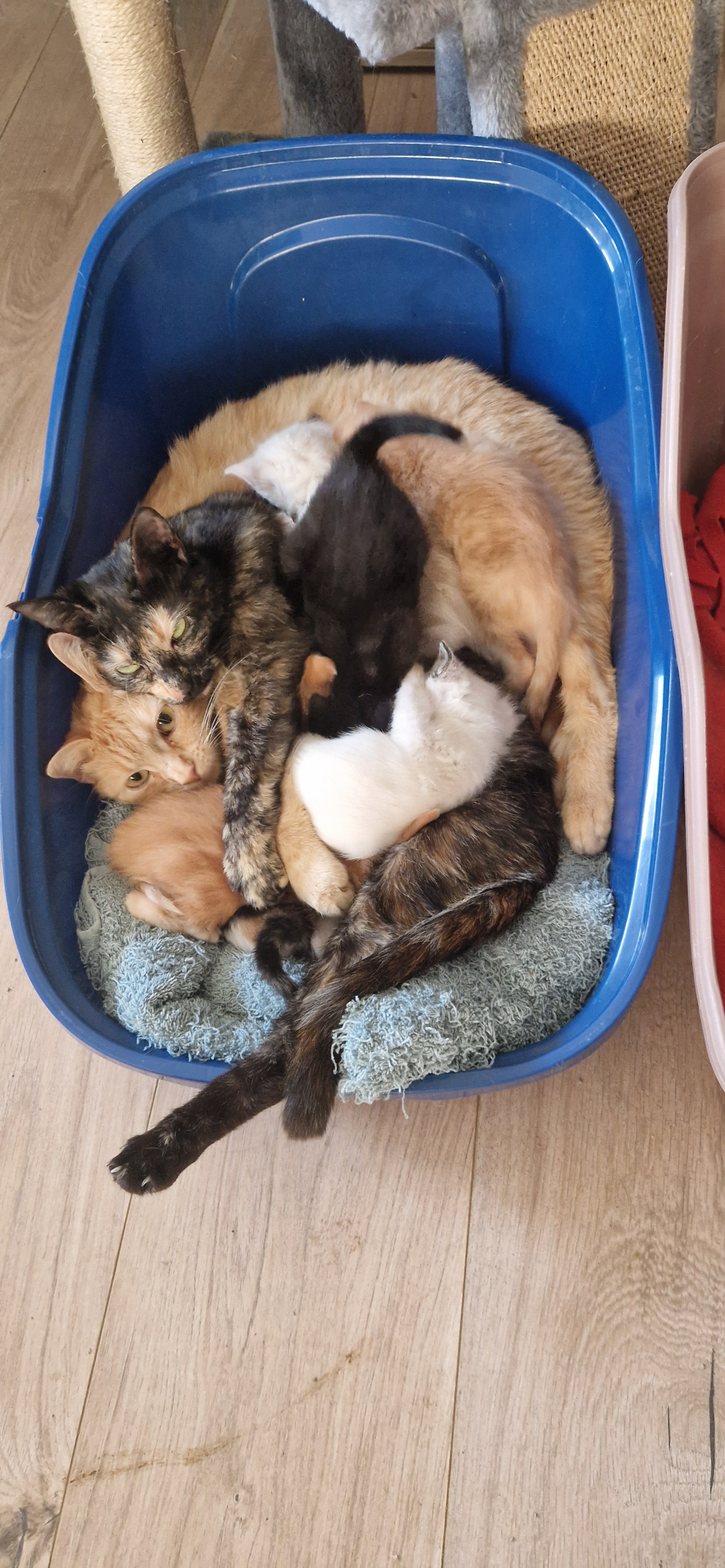 Bandie (chaton Mina)
