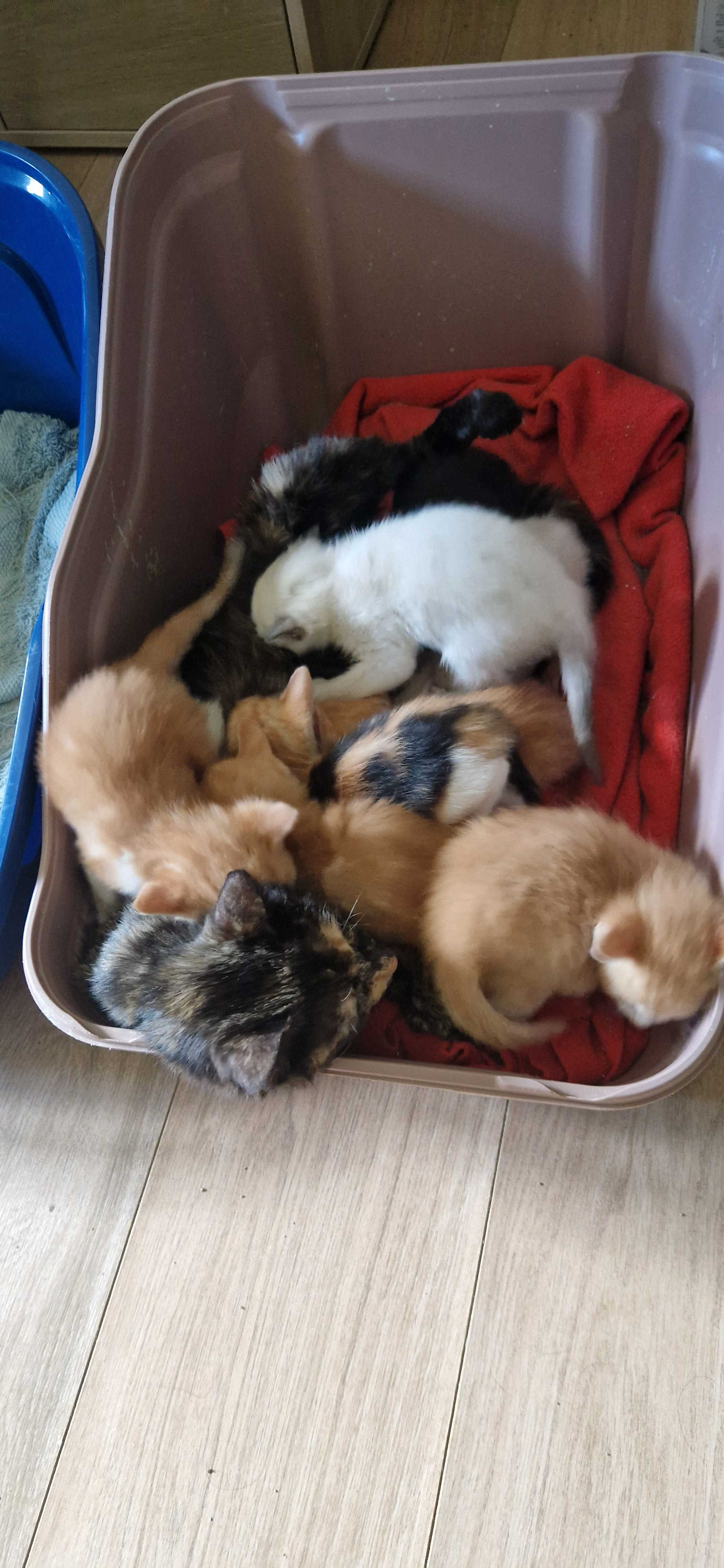 Bandie (chaton Mina)