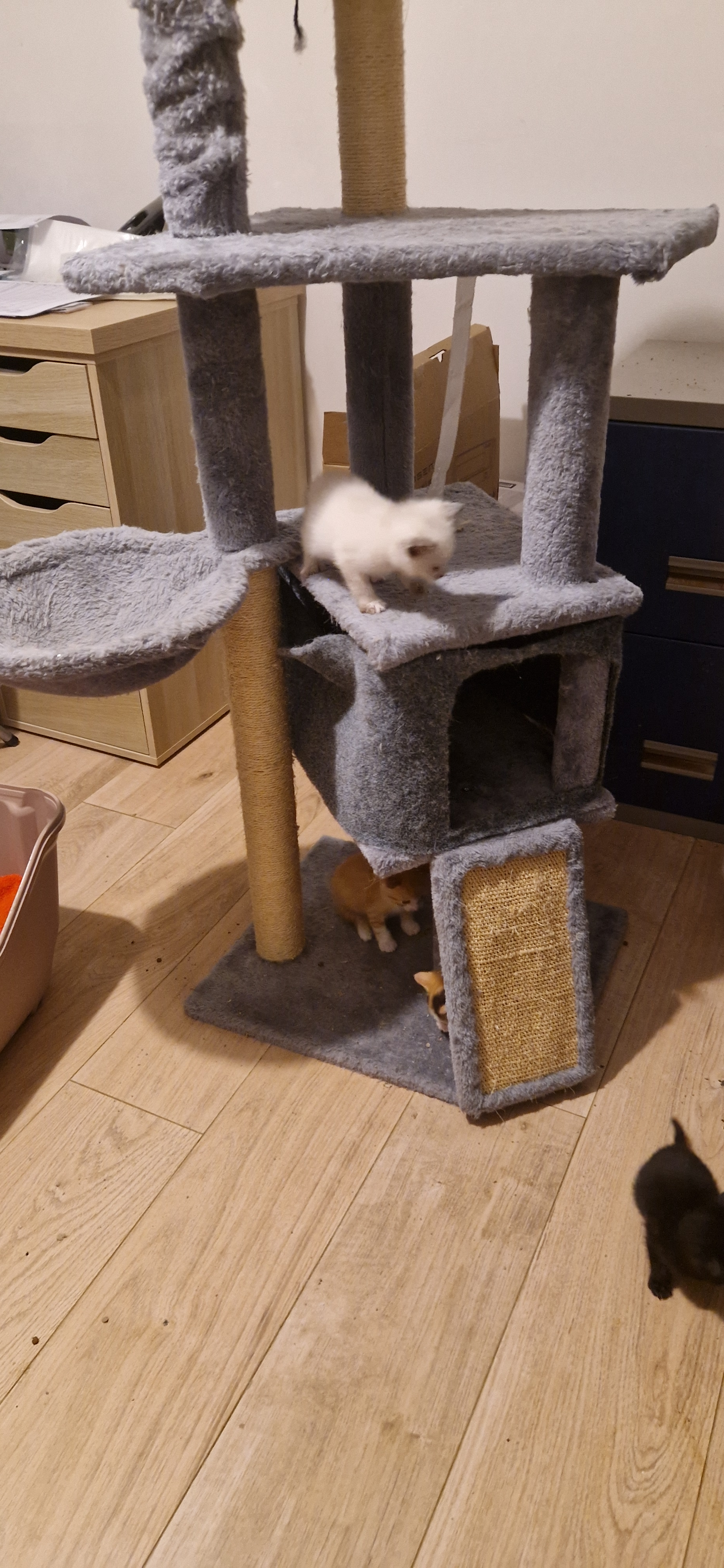 Bijou (chaton Zoé)