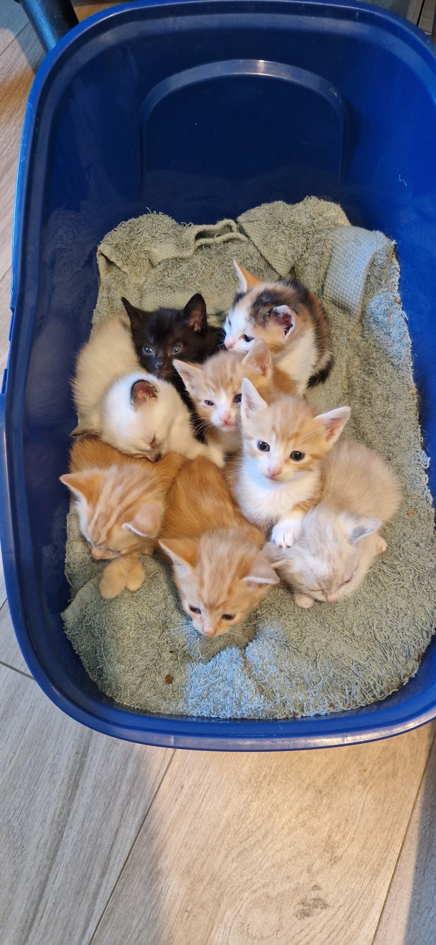 Béryl (chaton Zoé)