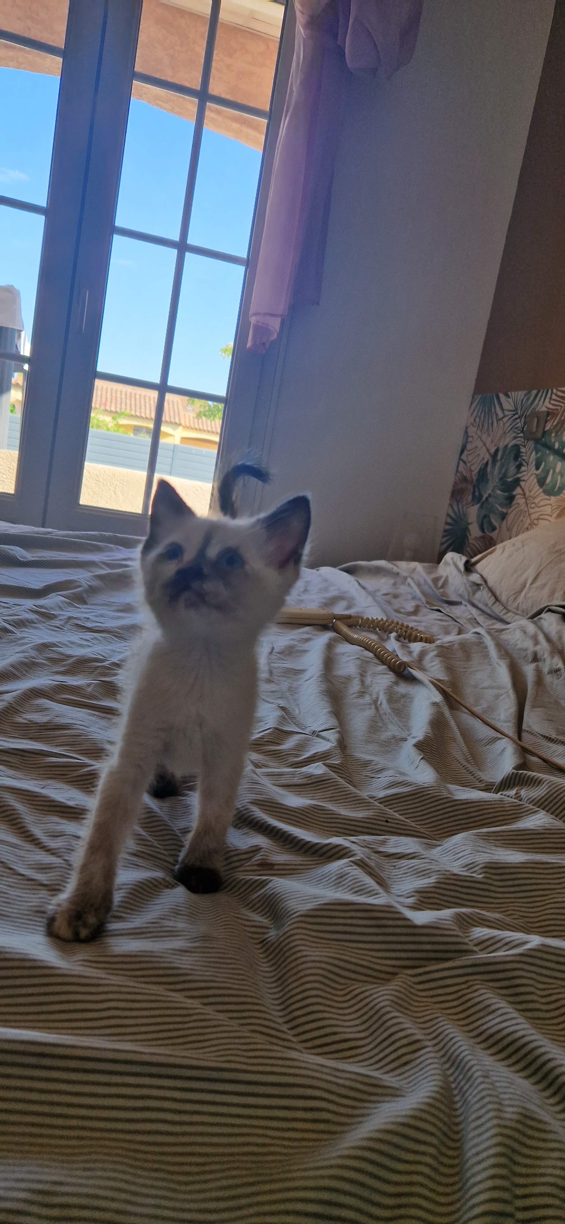 Bijou (chaton Zoé)