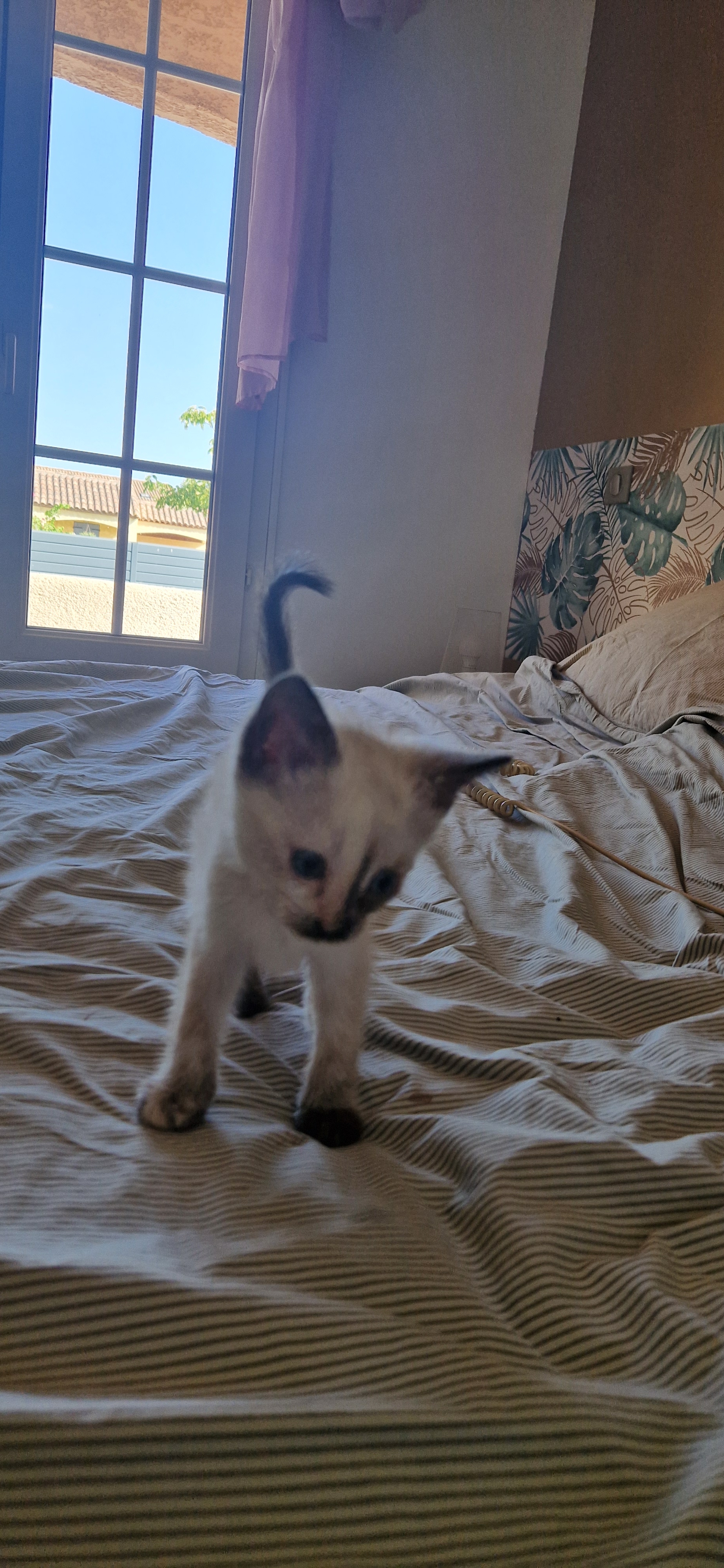 Bijou (chaton Zoé)