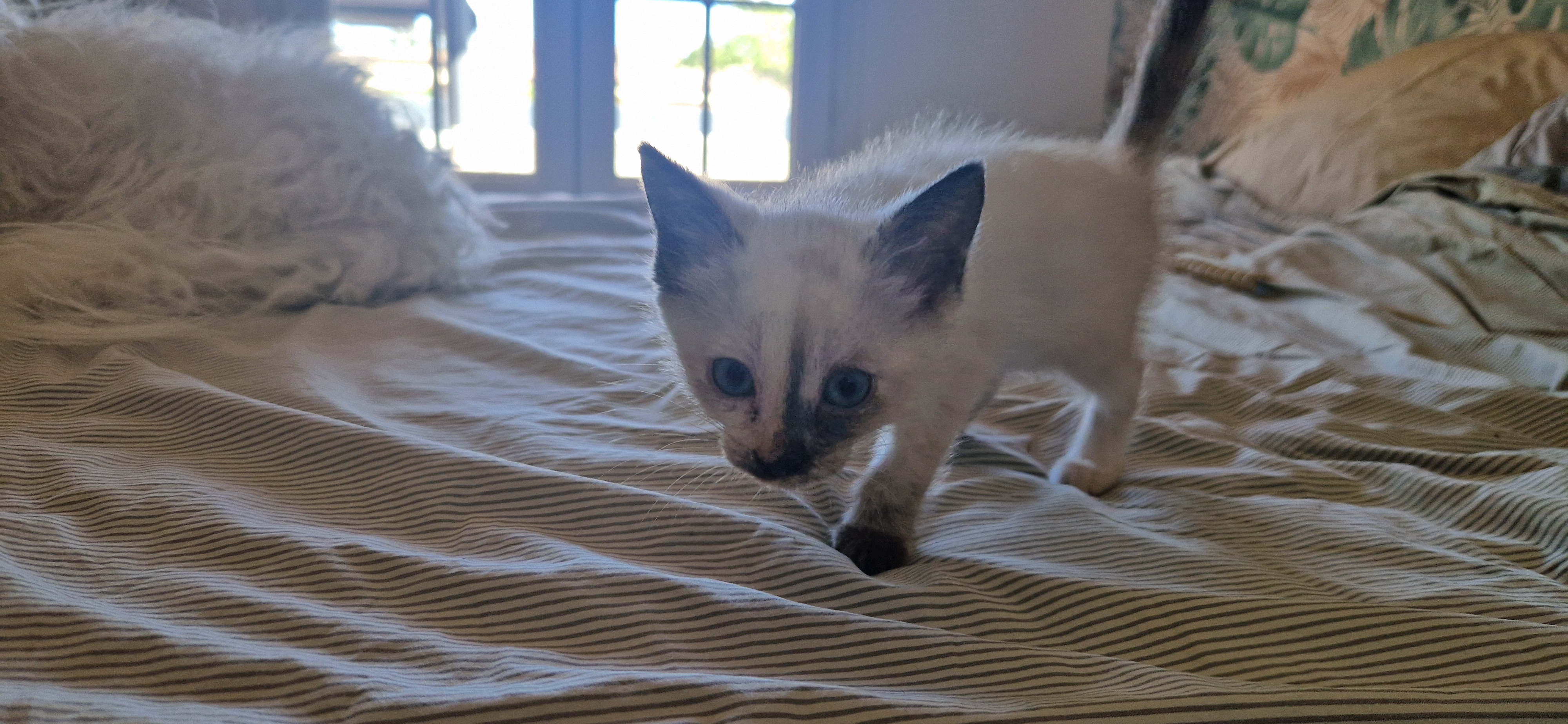 Bijou (chaton Zoé)