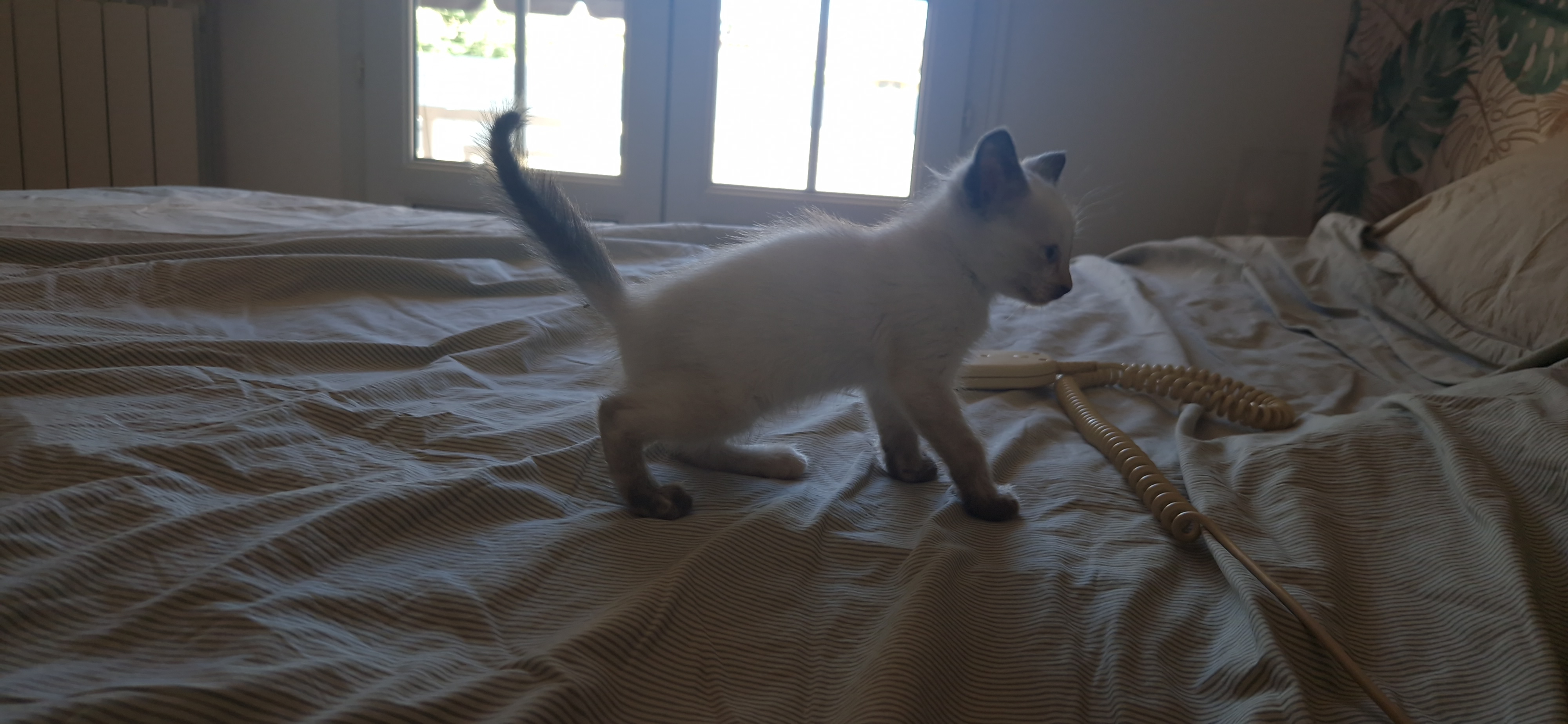 Bijou (chaton Zoé)