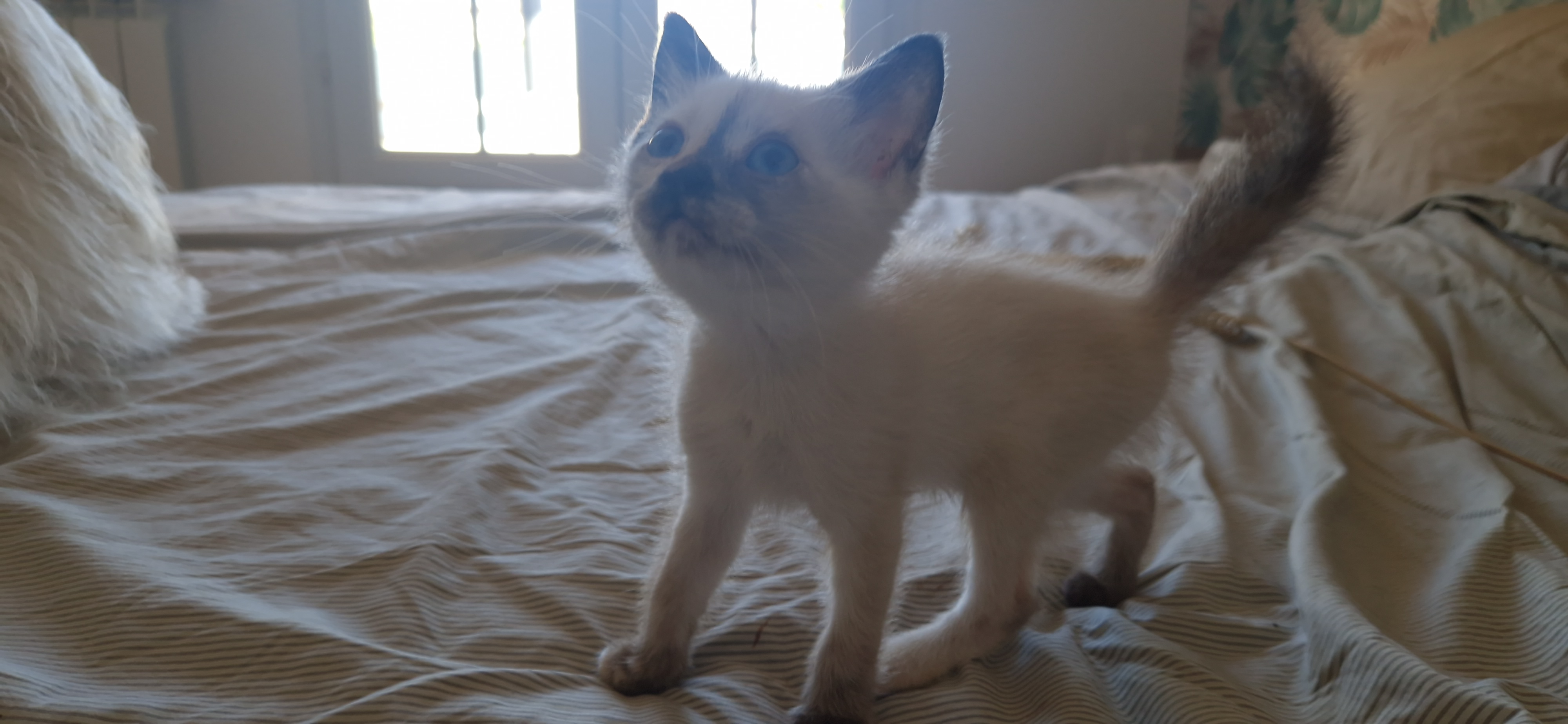 Bijou (chaton Zoé)