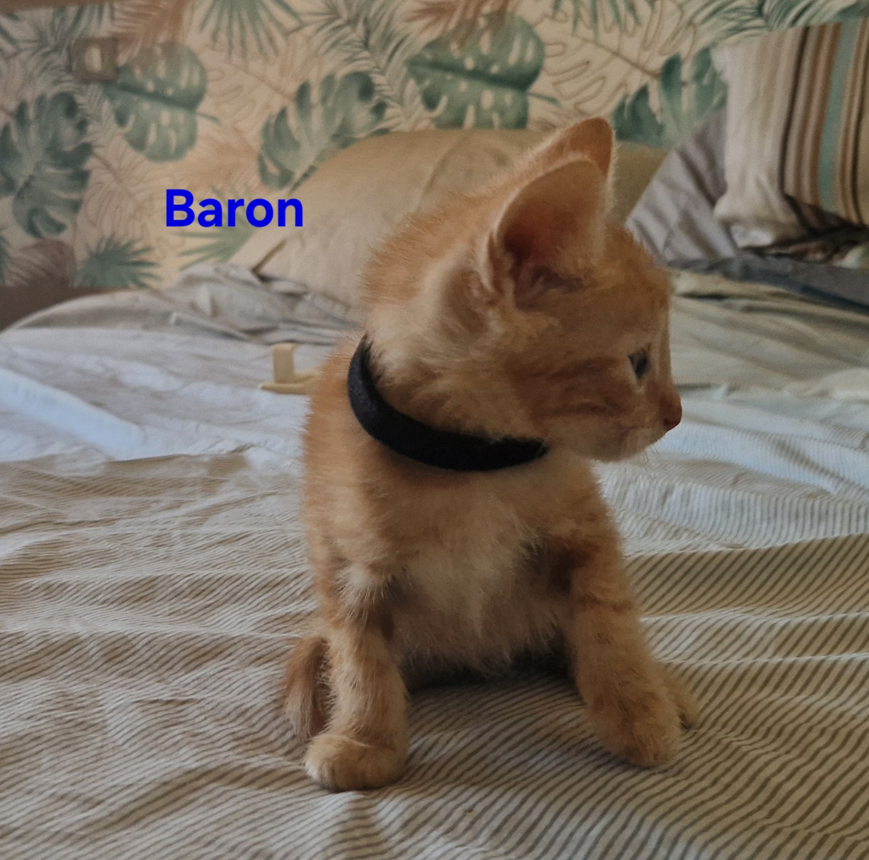 Baron (chaton Mina)