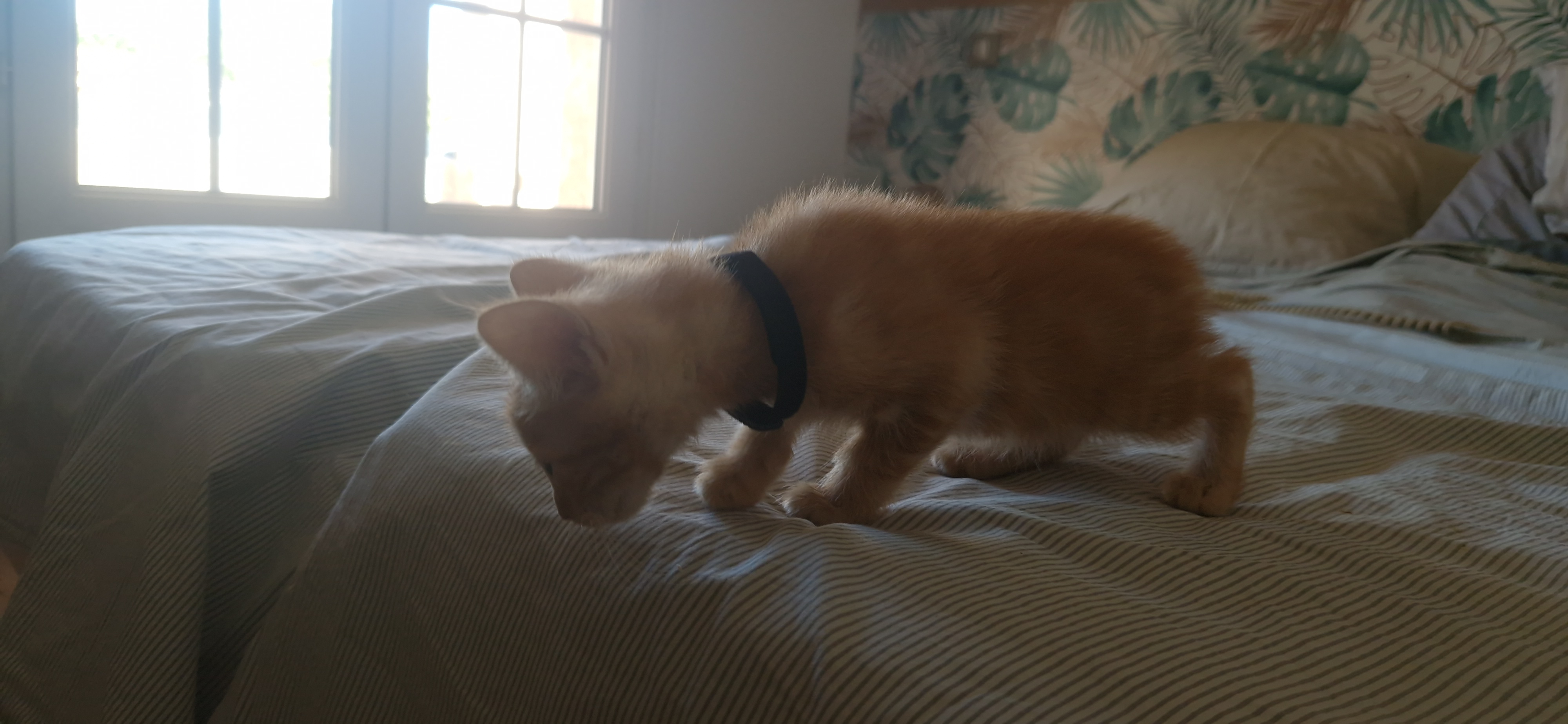 Baron (chaton Mina)