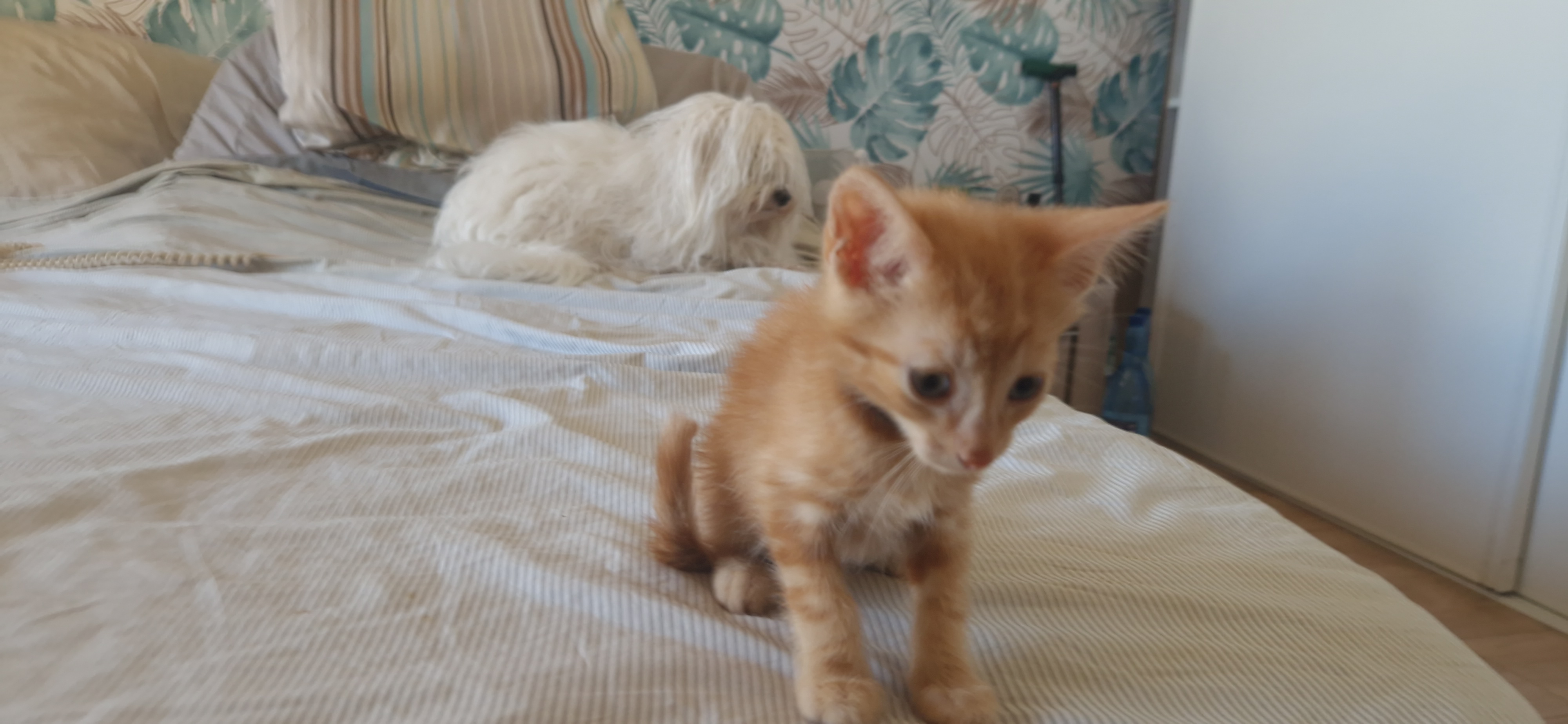 Baron (chaton Mina)