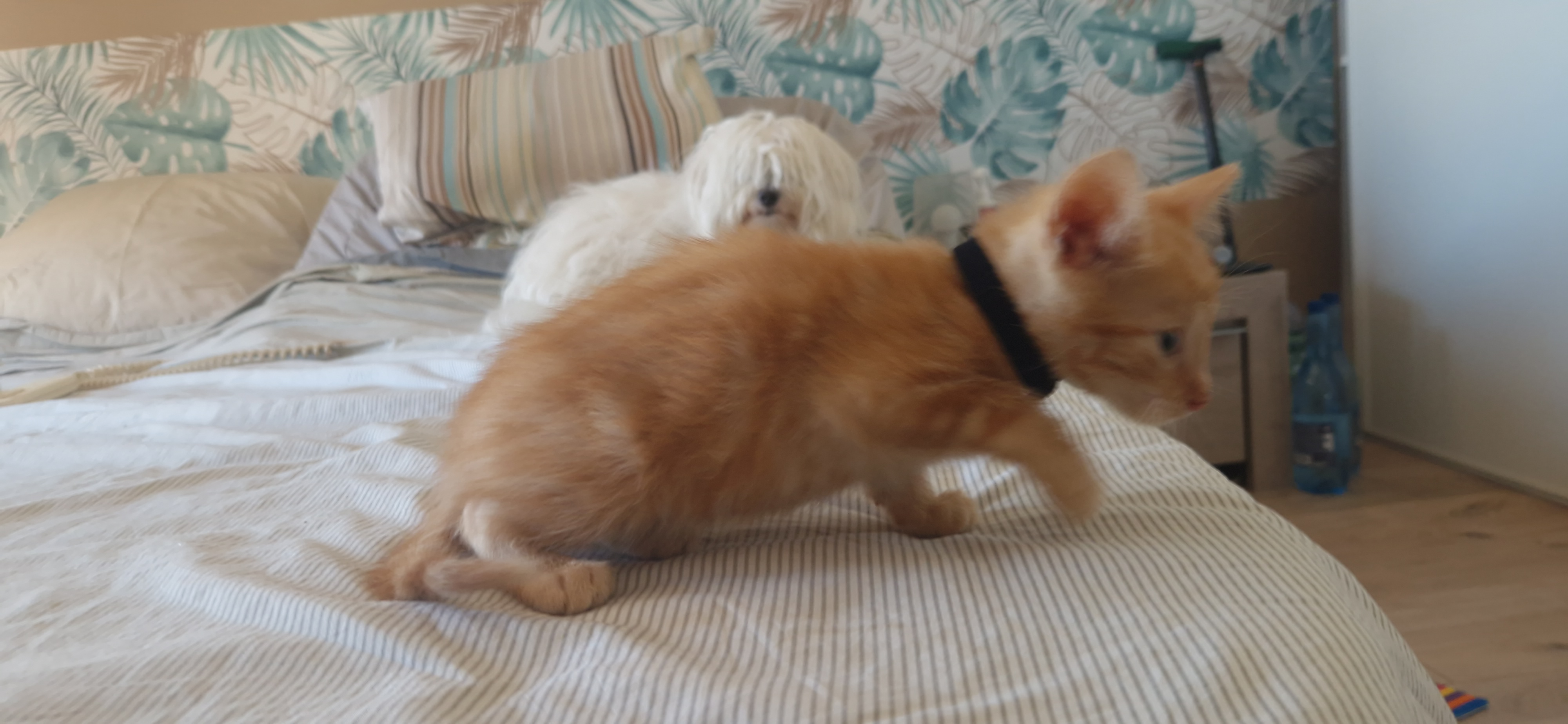 Baron (chaton Mina)