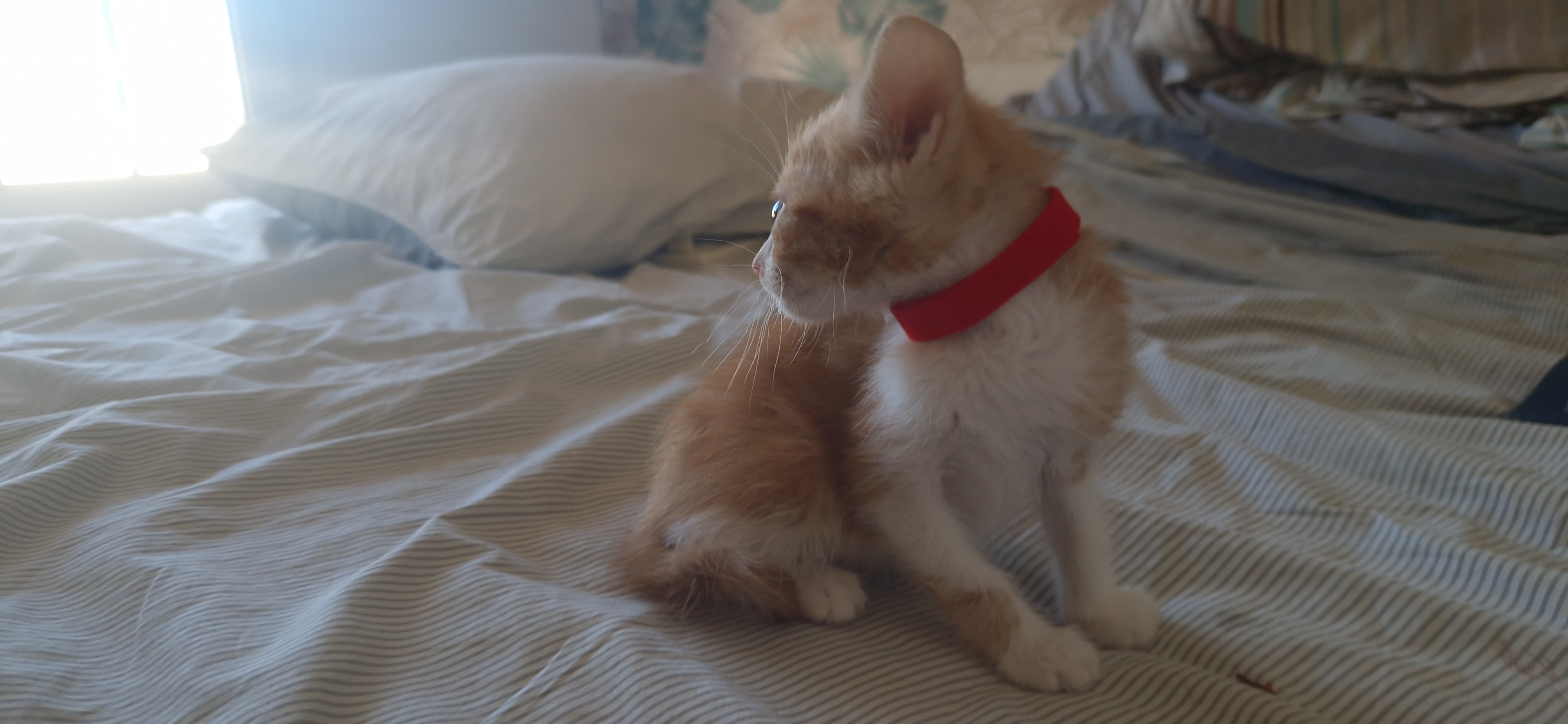 Bonny (chaton Mina)