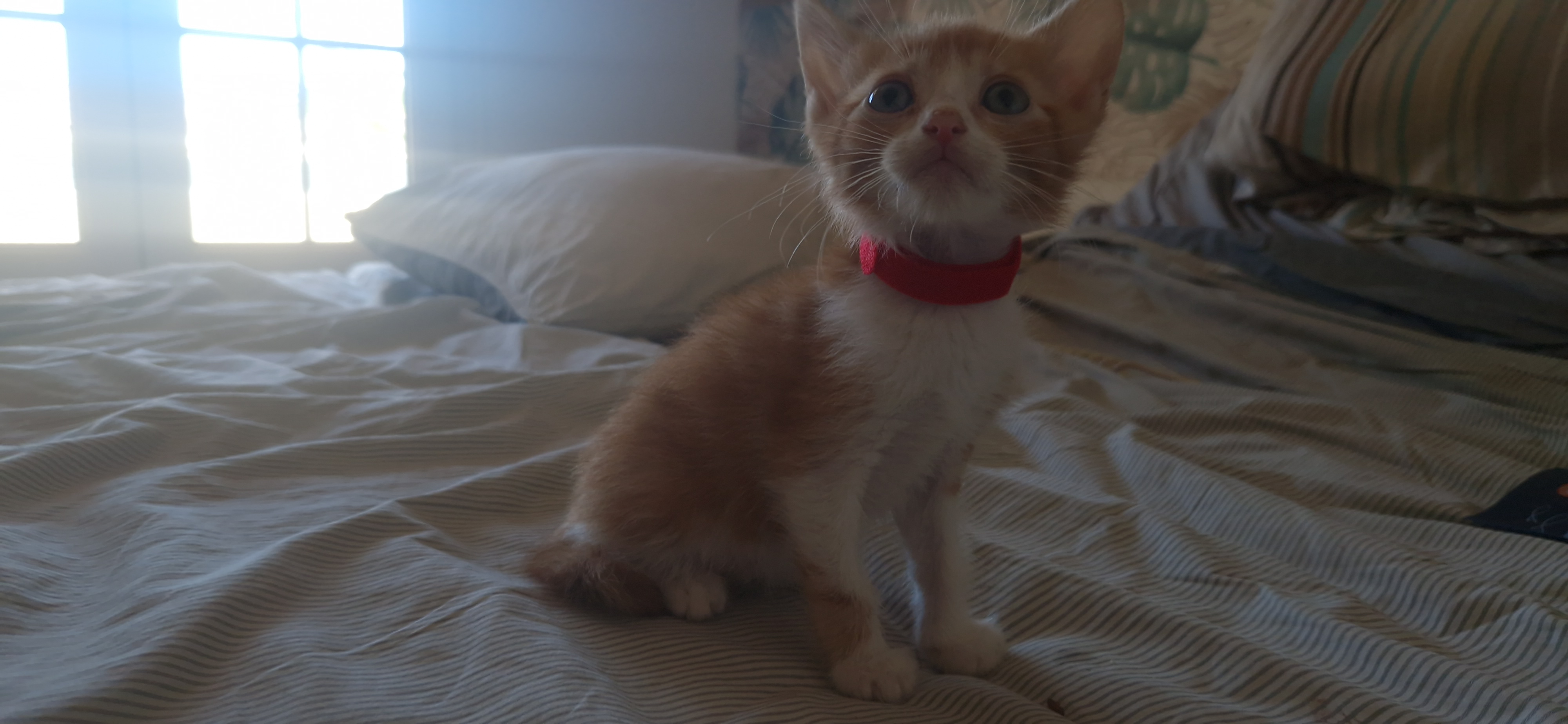 Bonny (chaton Mina)