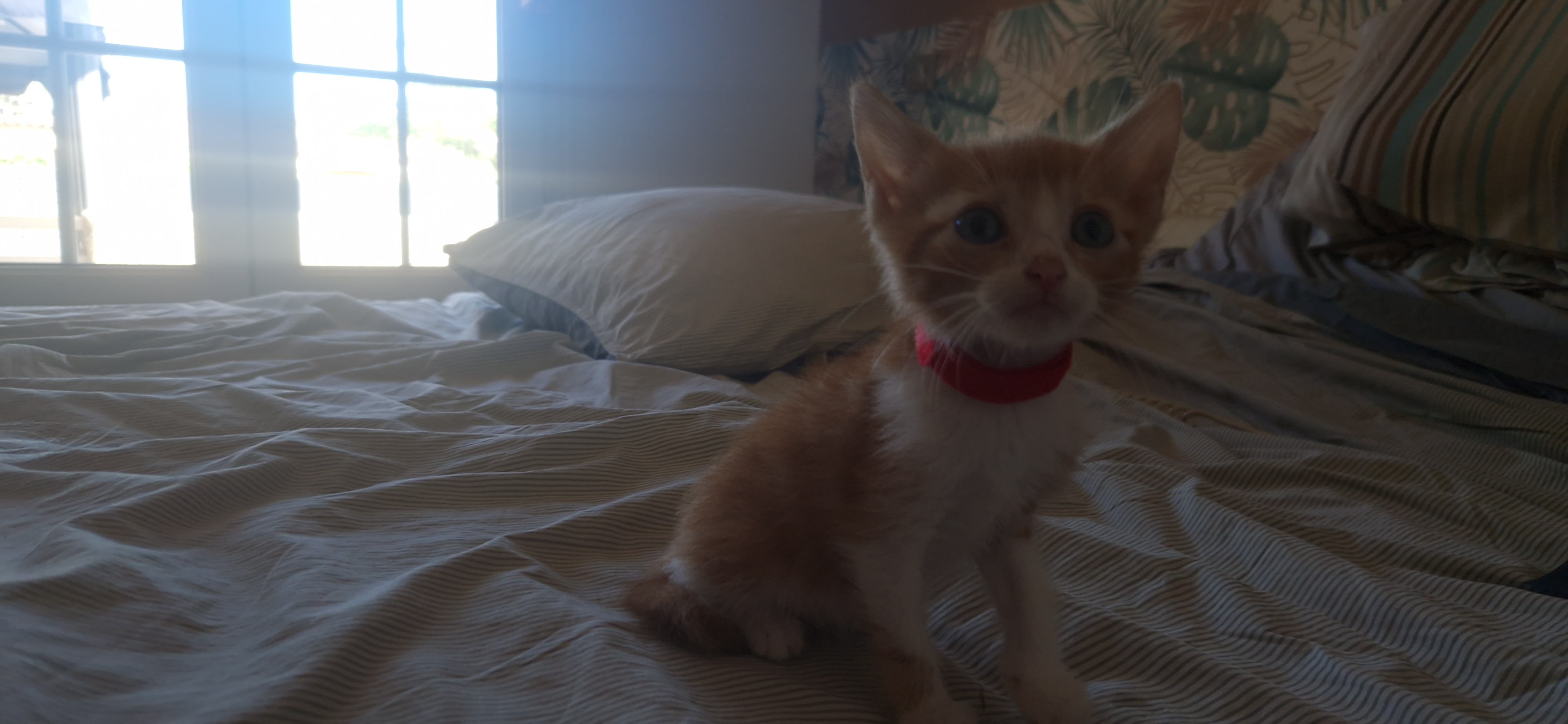 Bonny (chaton Mina)