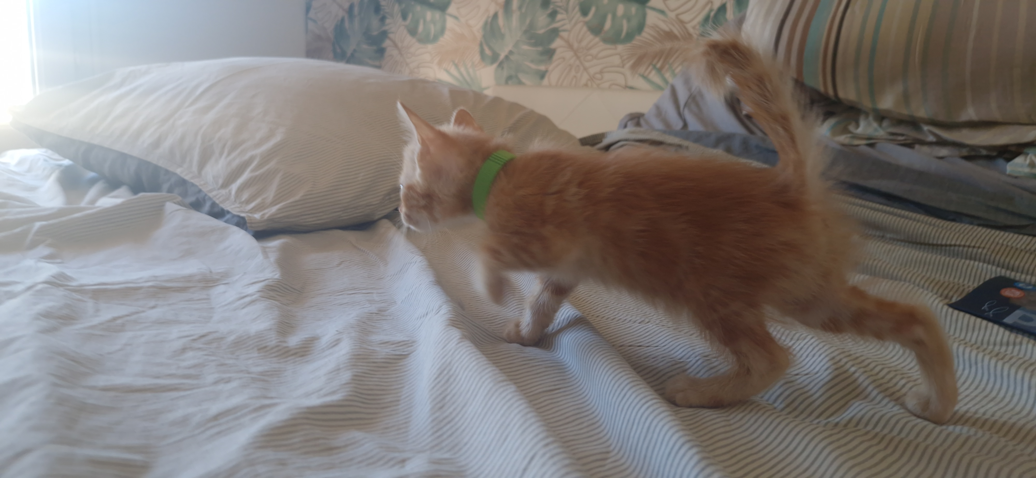 Ebi (chaton Zoé)