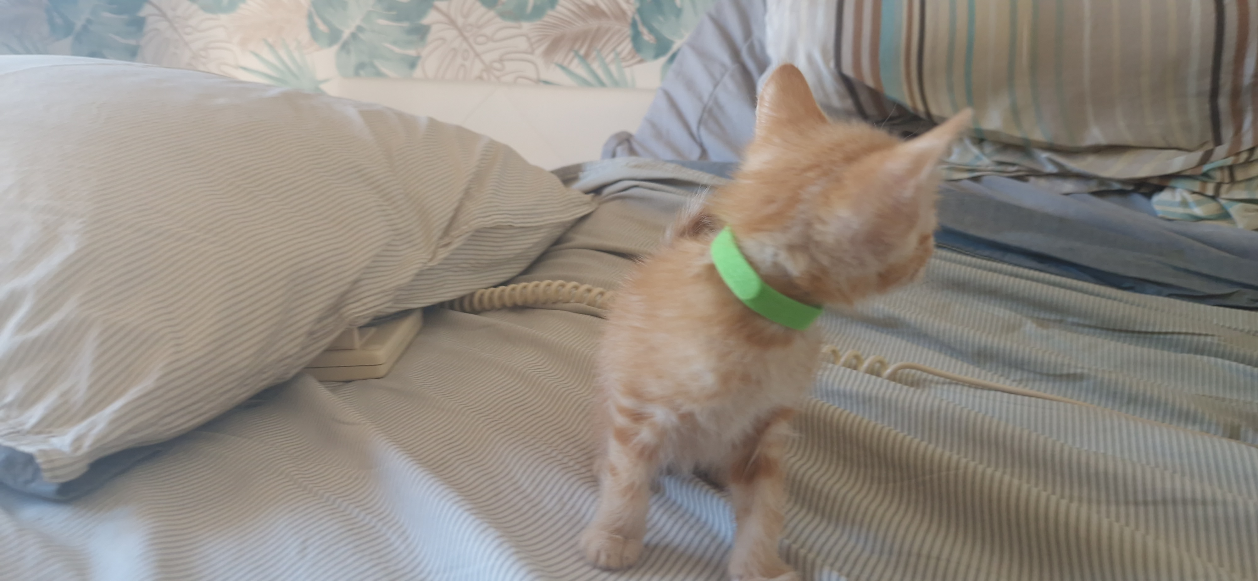 Ebi (chaton Zoé)