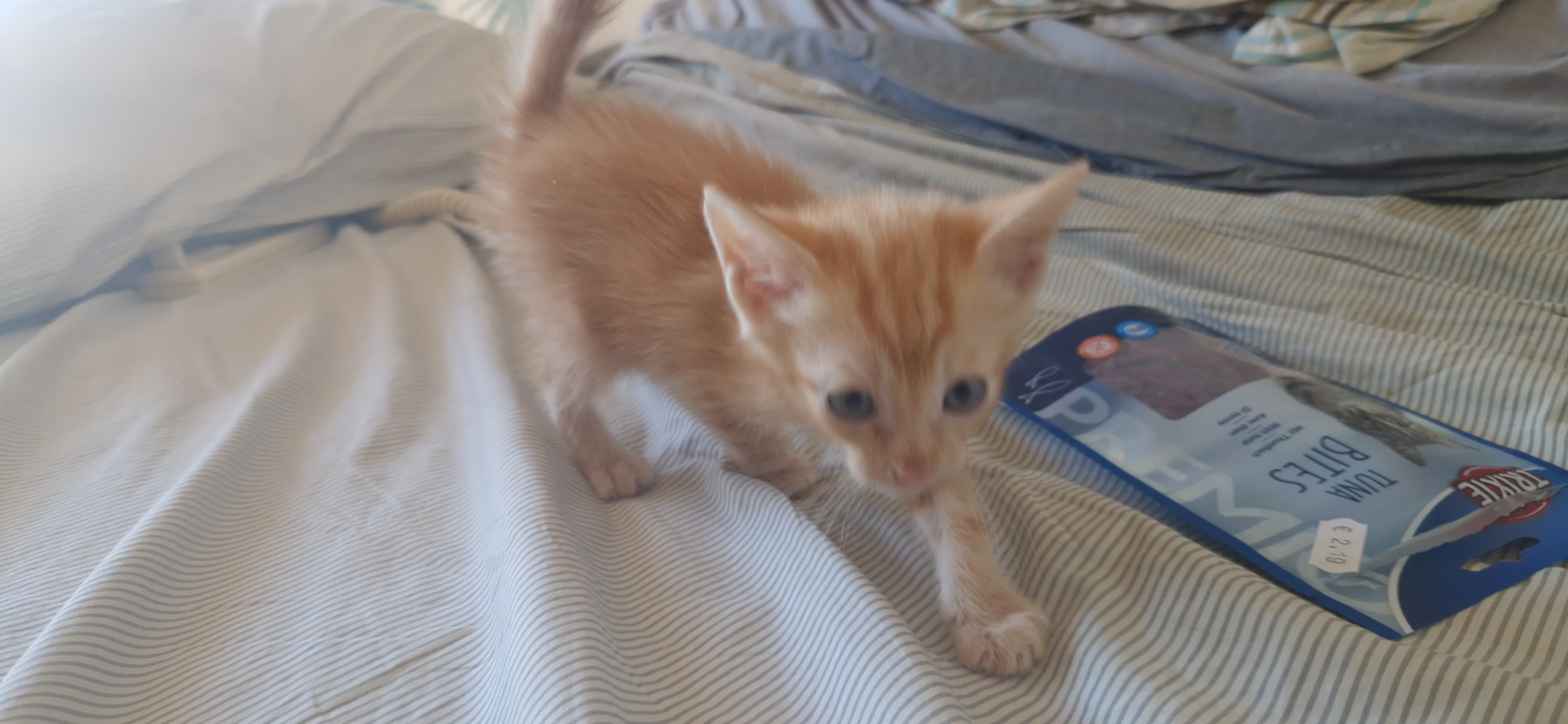 Ebi (chaton Zoé)