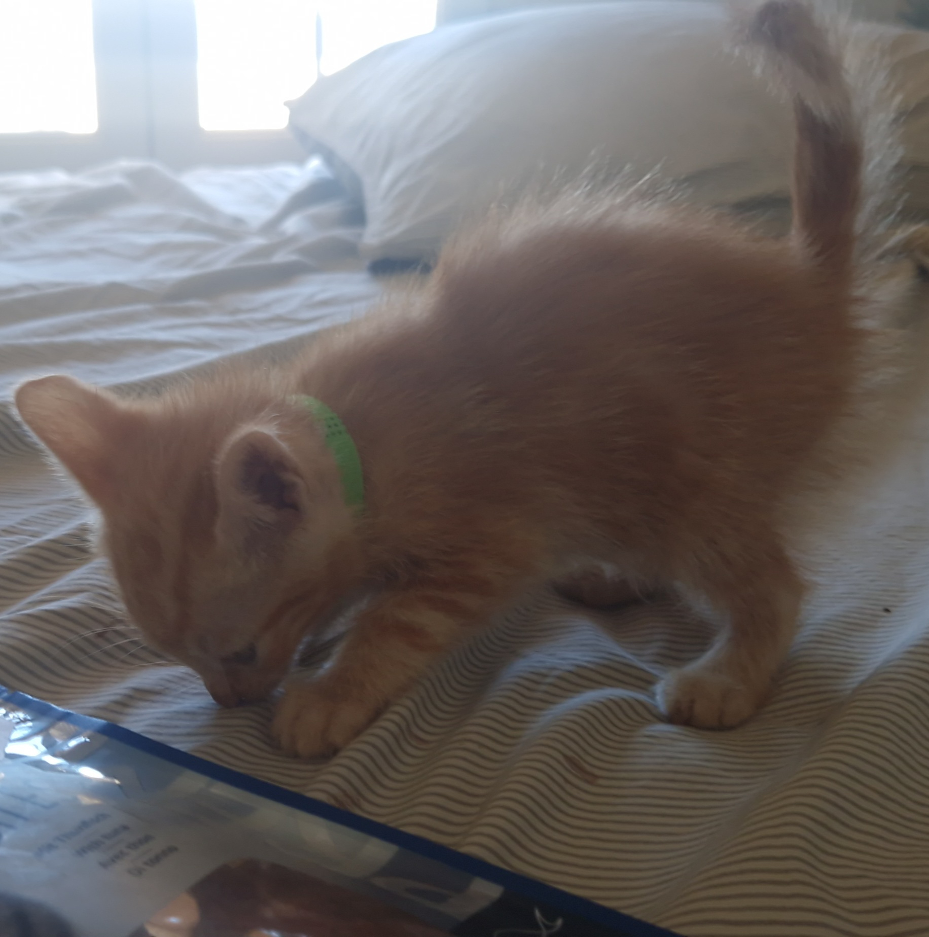 Ebi (chaton Zoé)