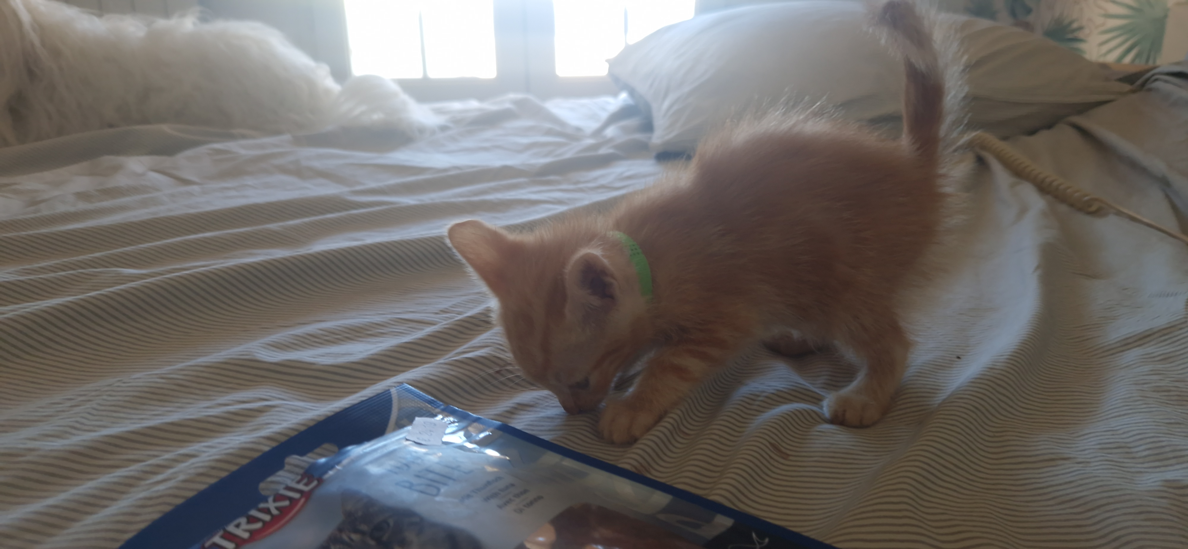 Ebi (chaton Zoé)