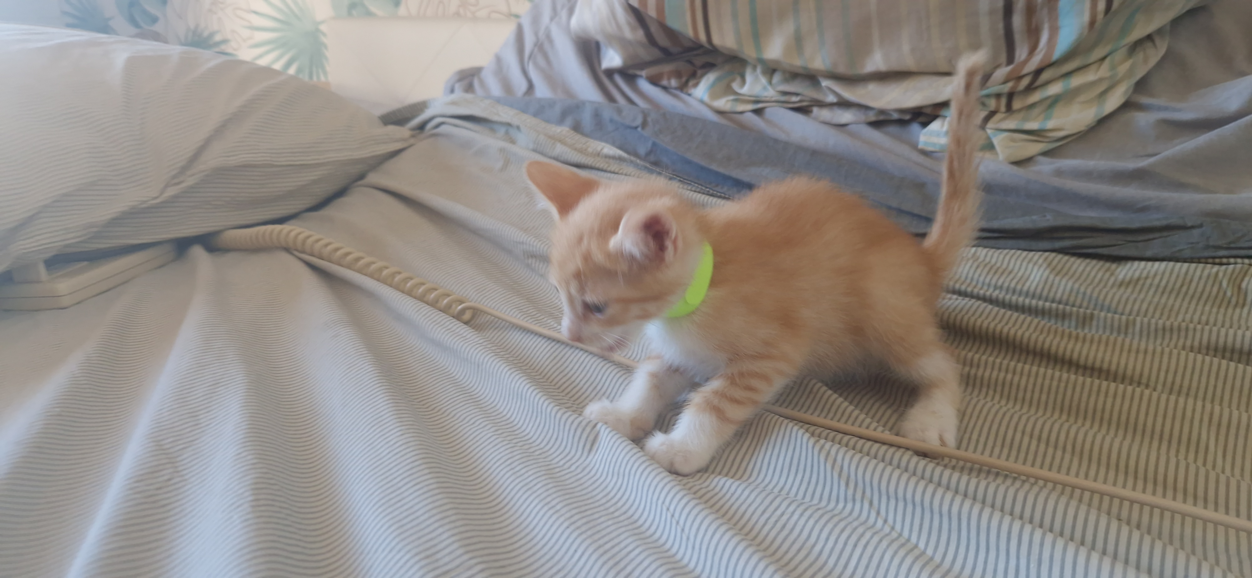 Haru (chaton Mina)