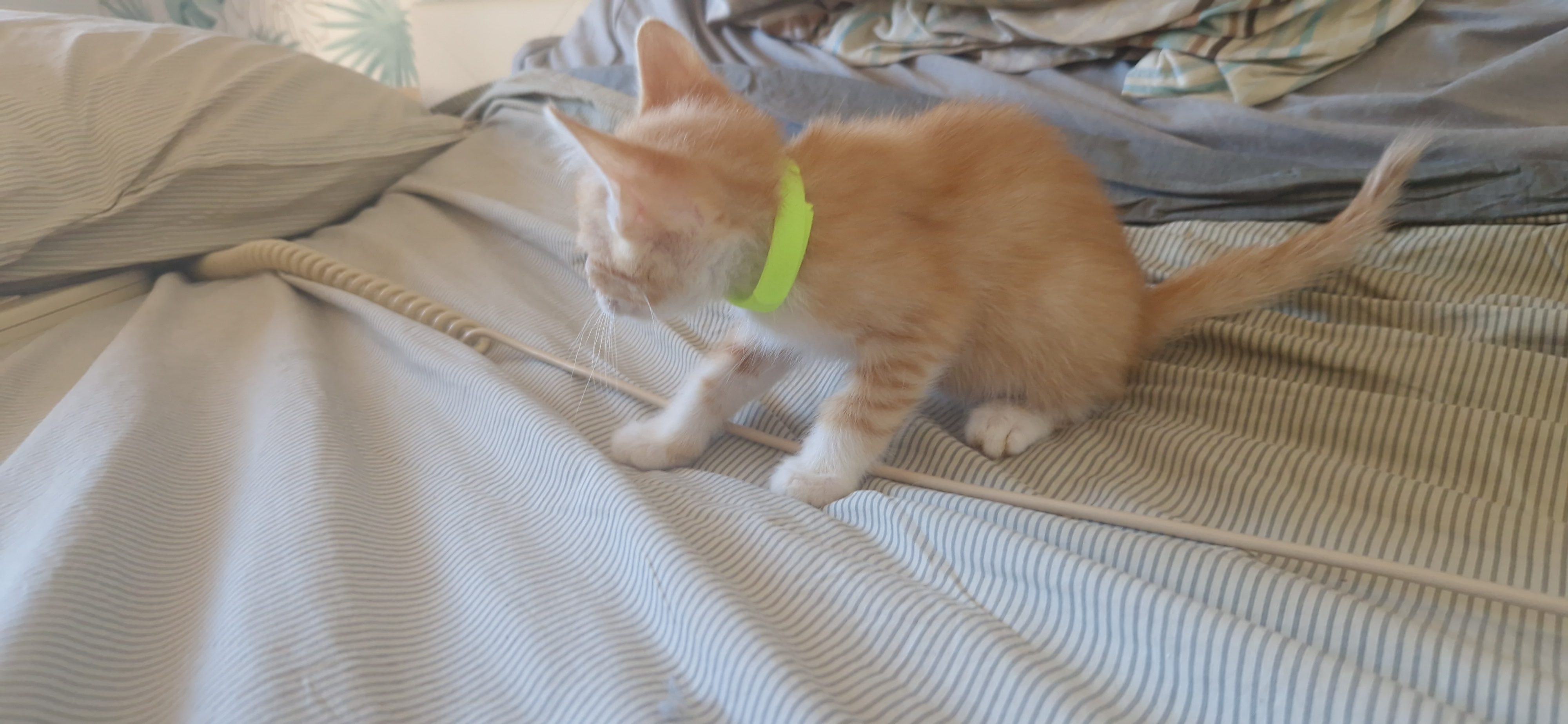 Haru (chaton Mina)