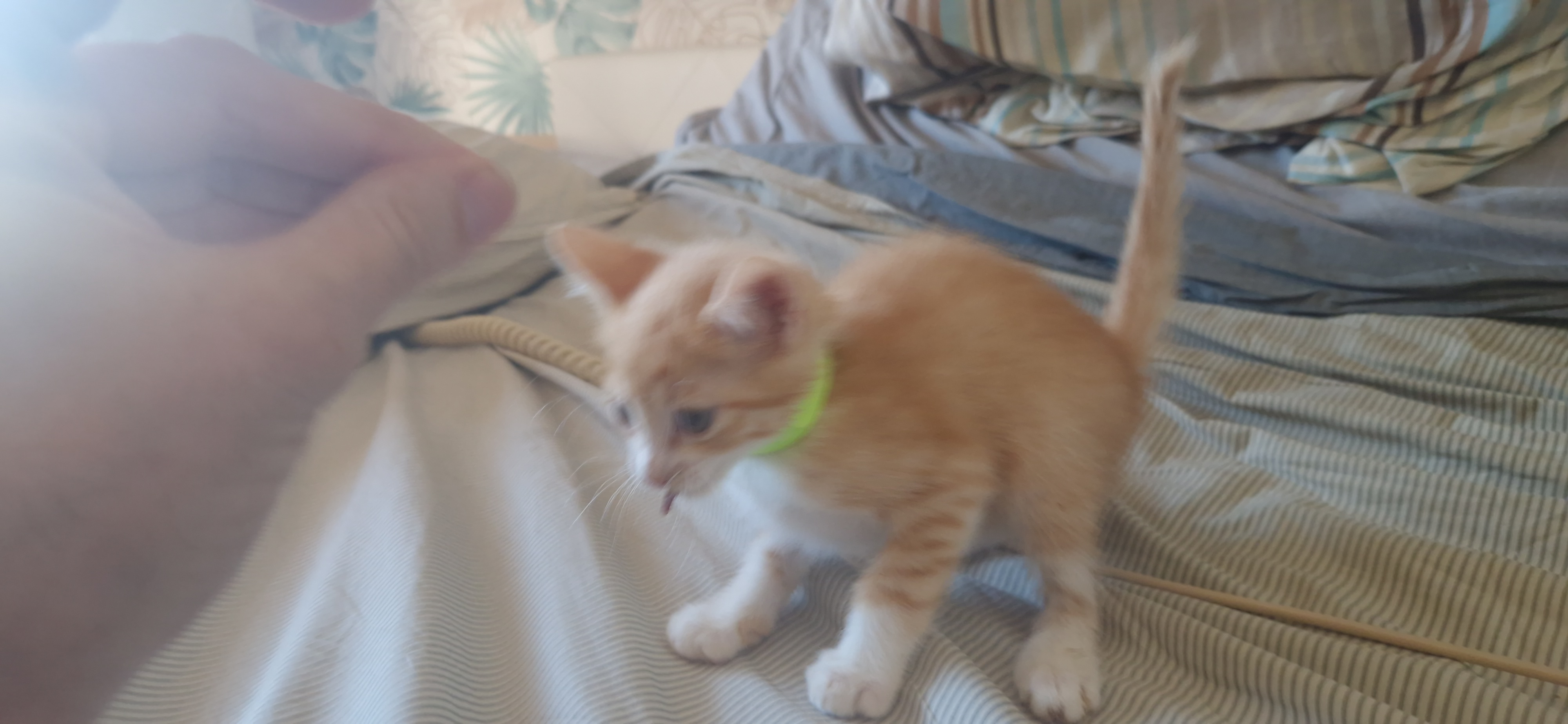 Haru (chaton Mina)