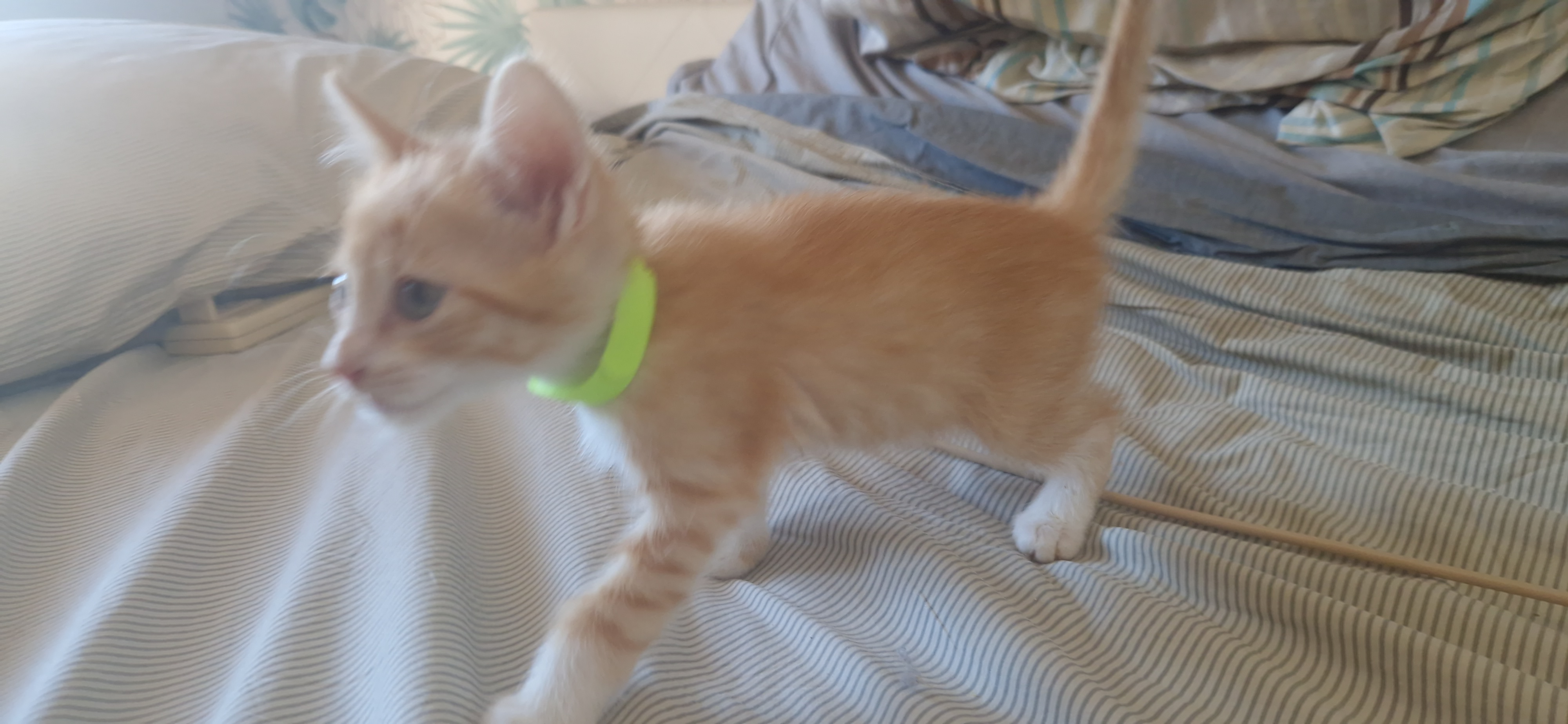 Haru (chaton Mina)