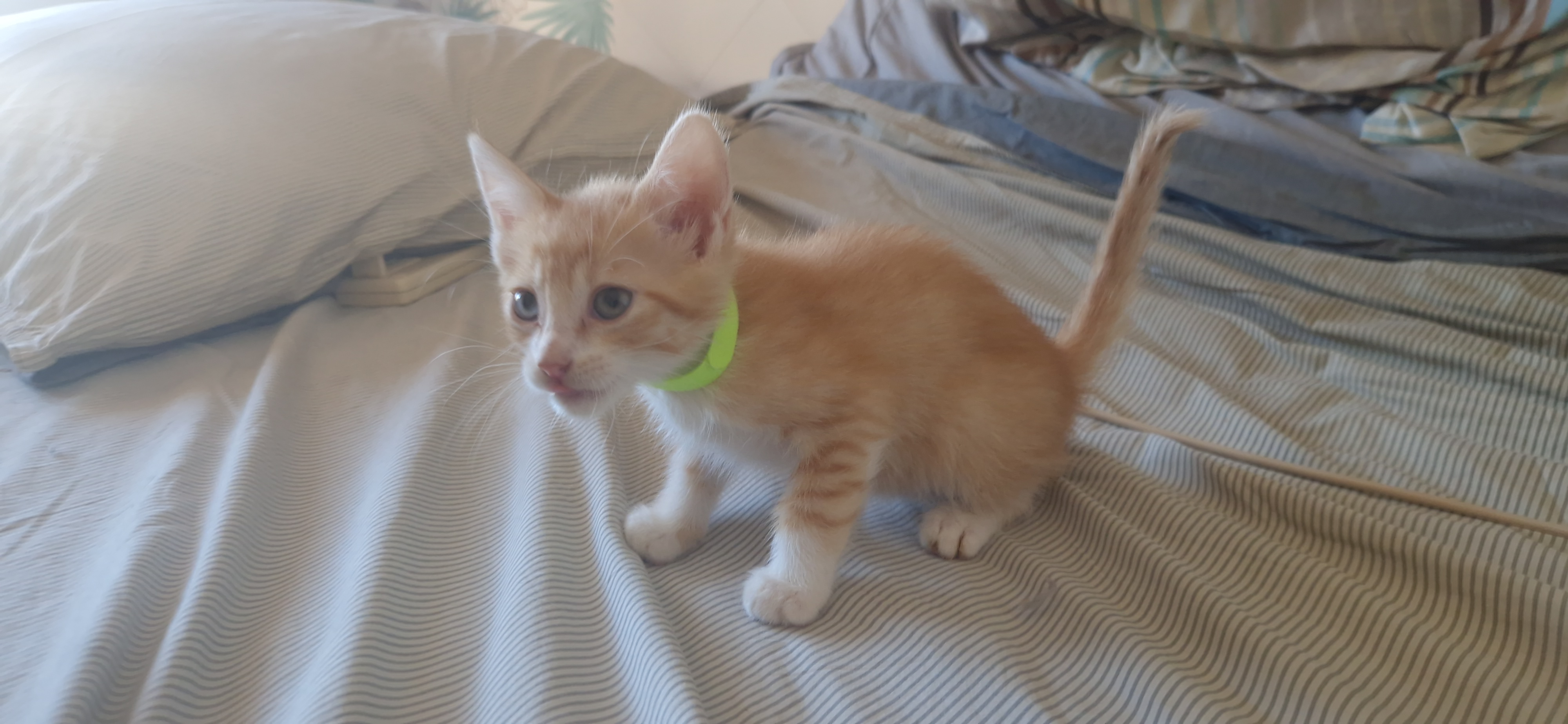 Haru (chaton Mina)