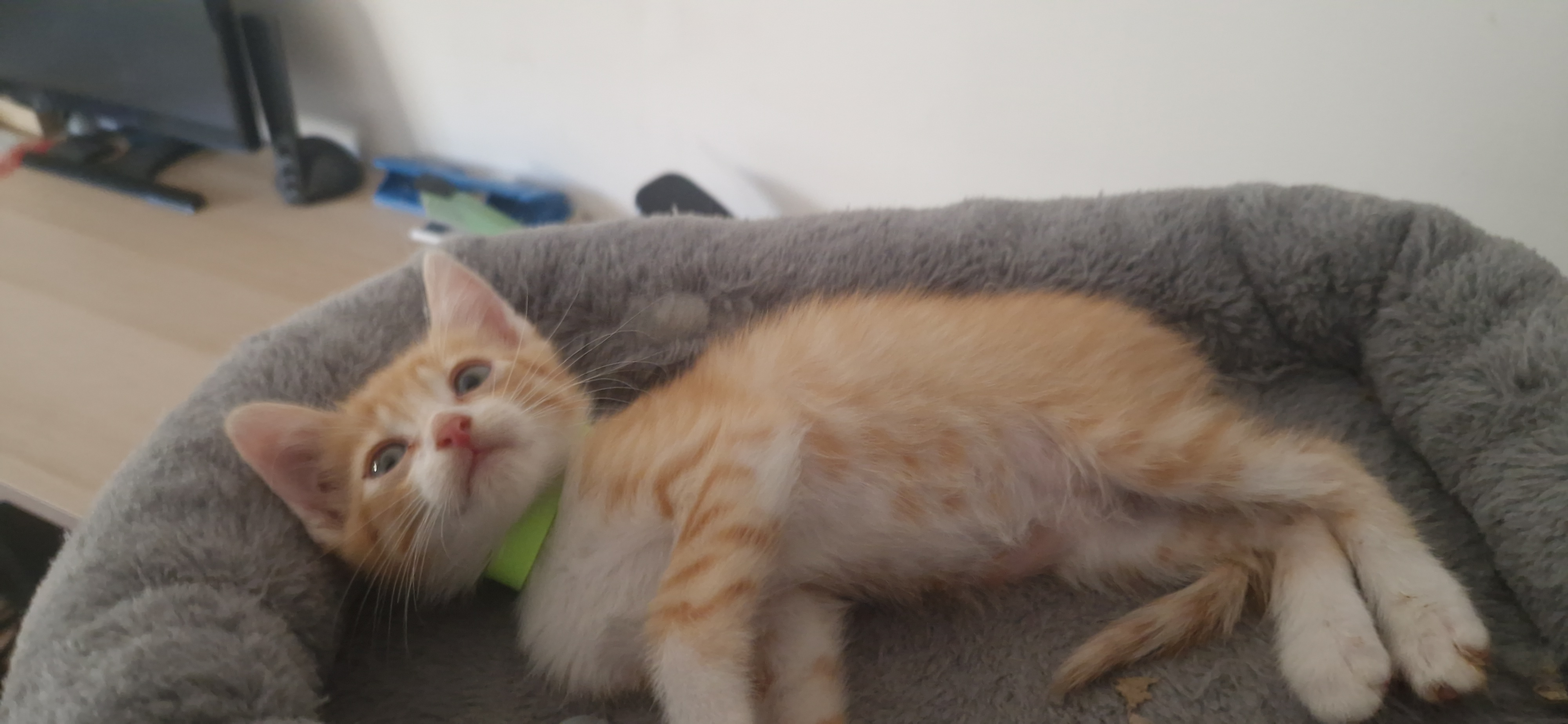 Ebi (chaton Zoé)