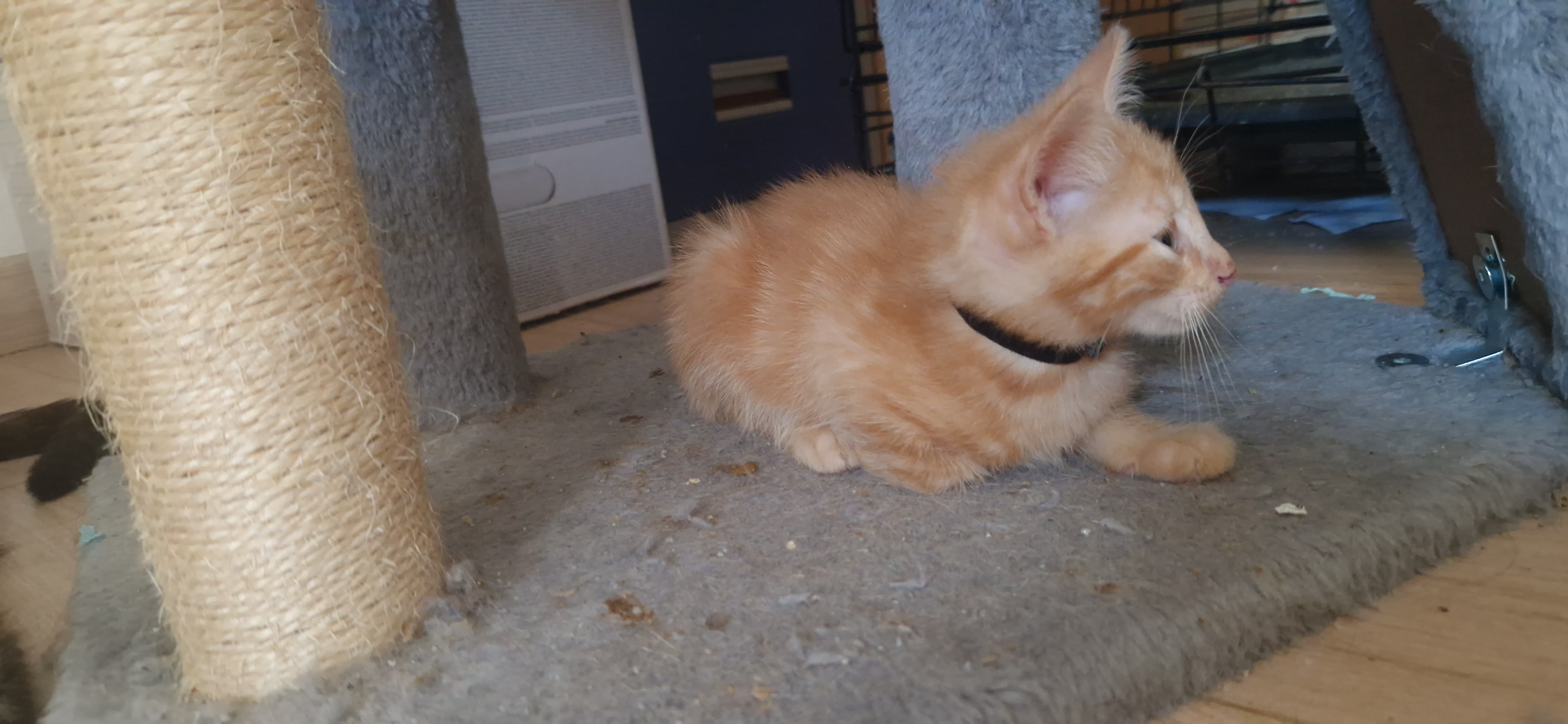 Baron (chaton Mina)