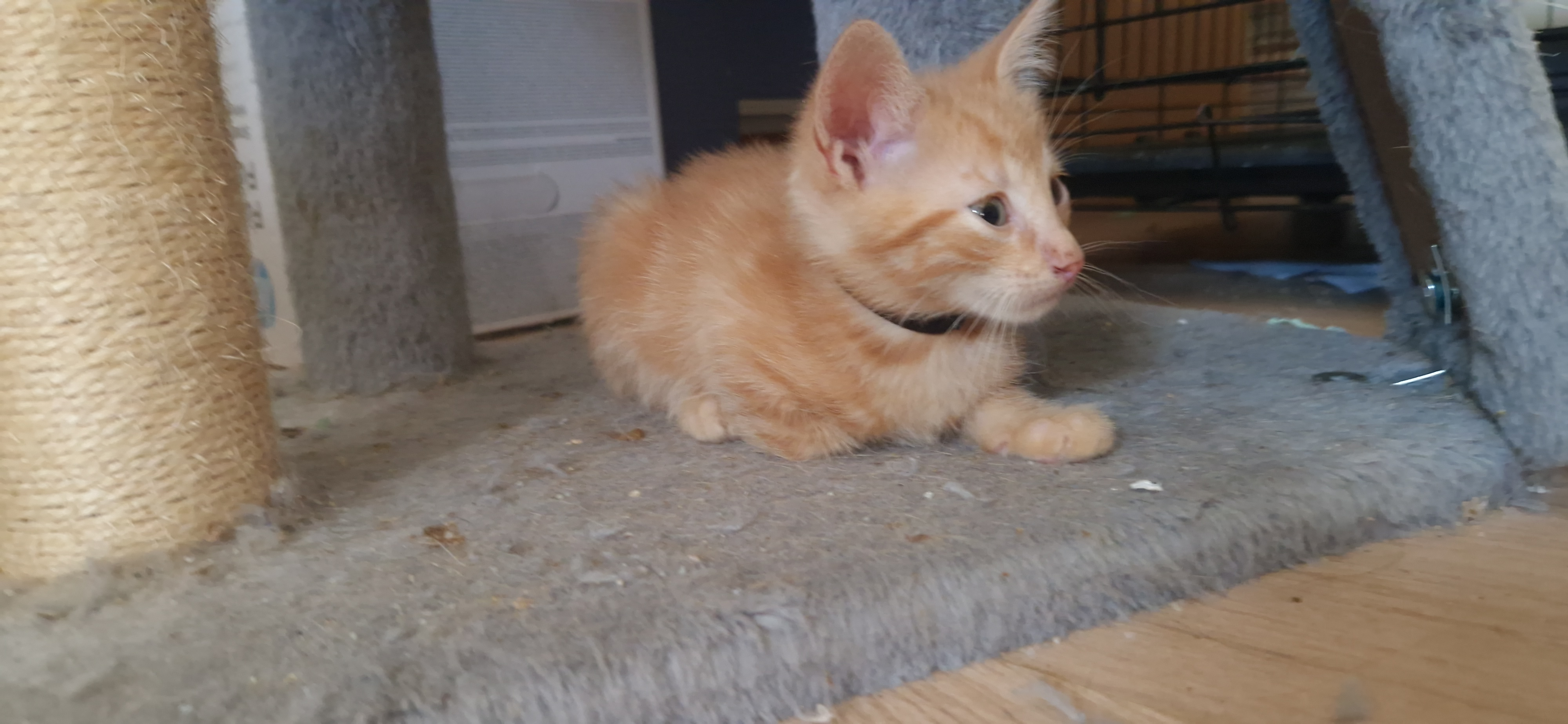 Baron (chaton Mina)