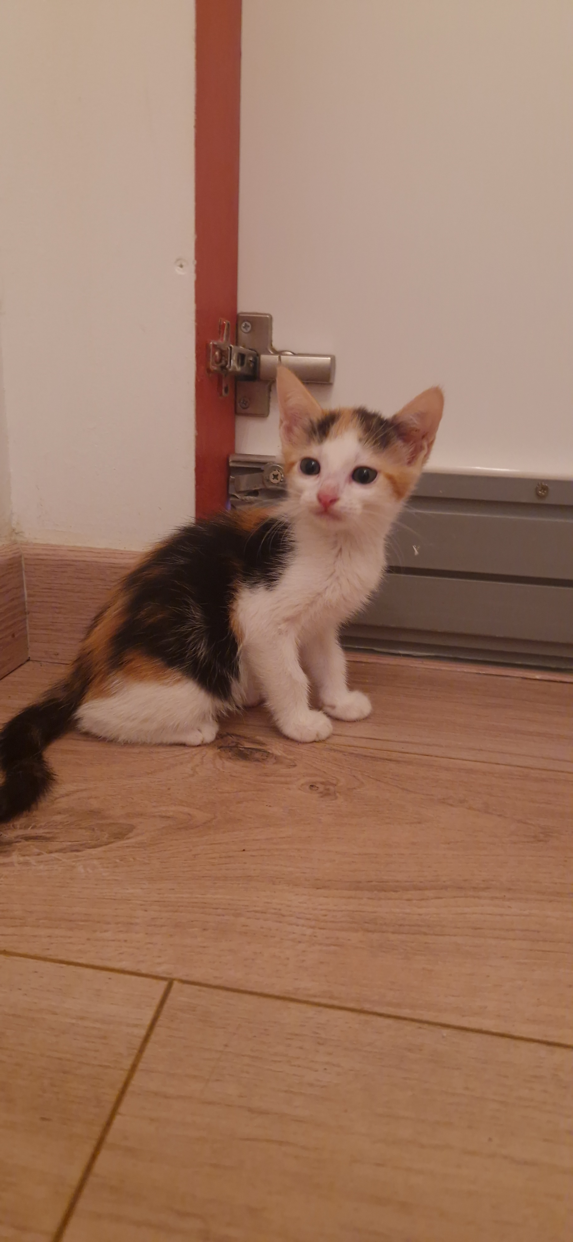 Béryl (chaton Zoé)