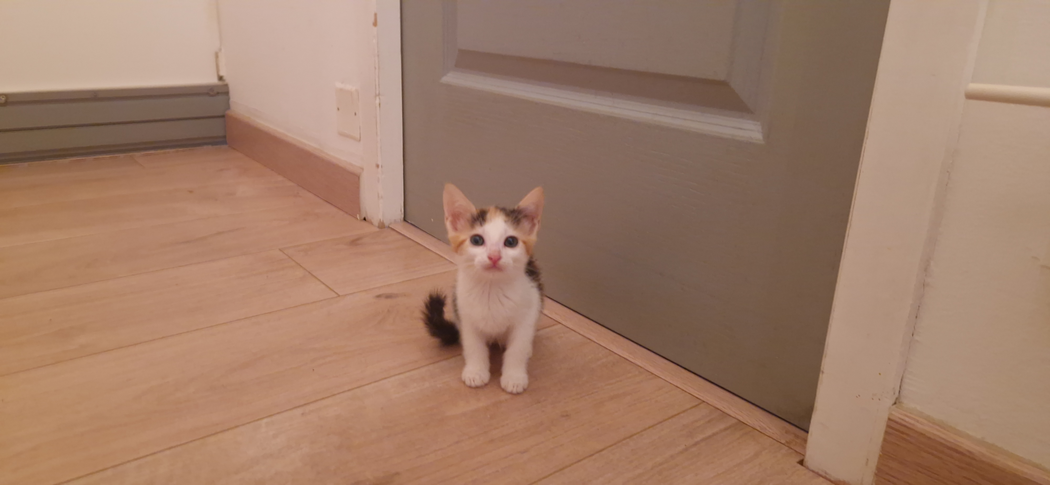 Béryl (chaton Zoé)