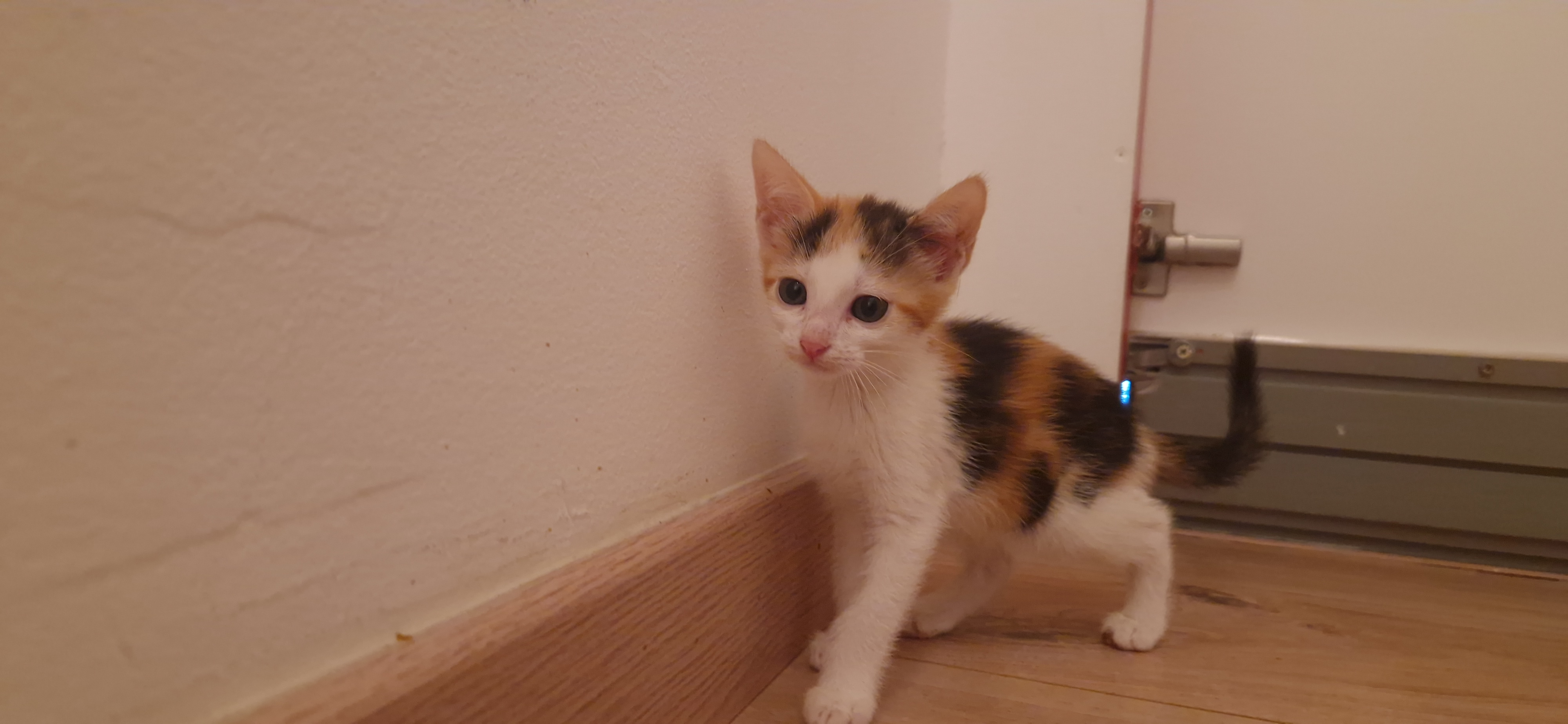 Béryl (chaton Zoé)